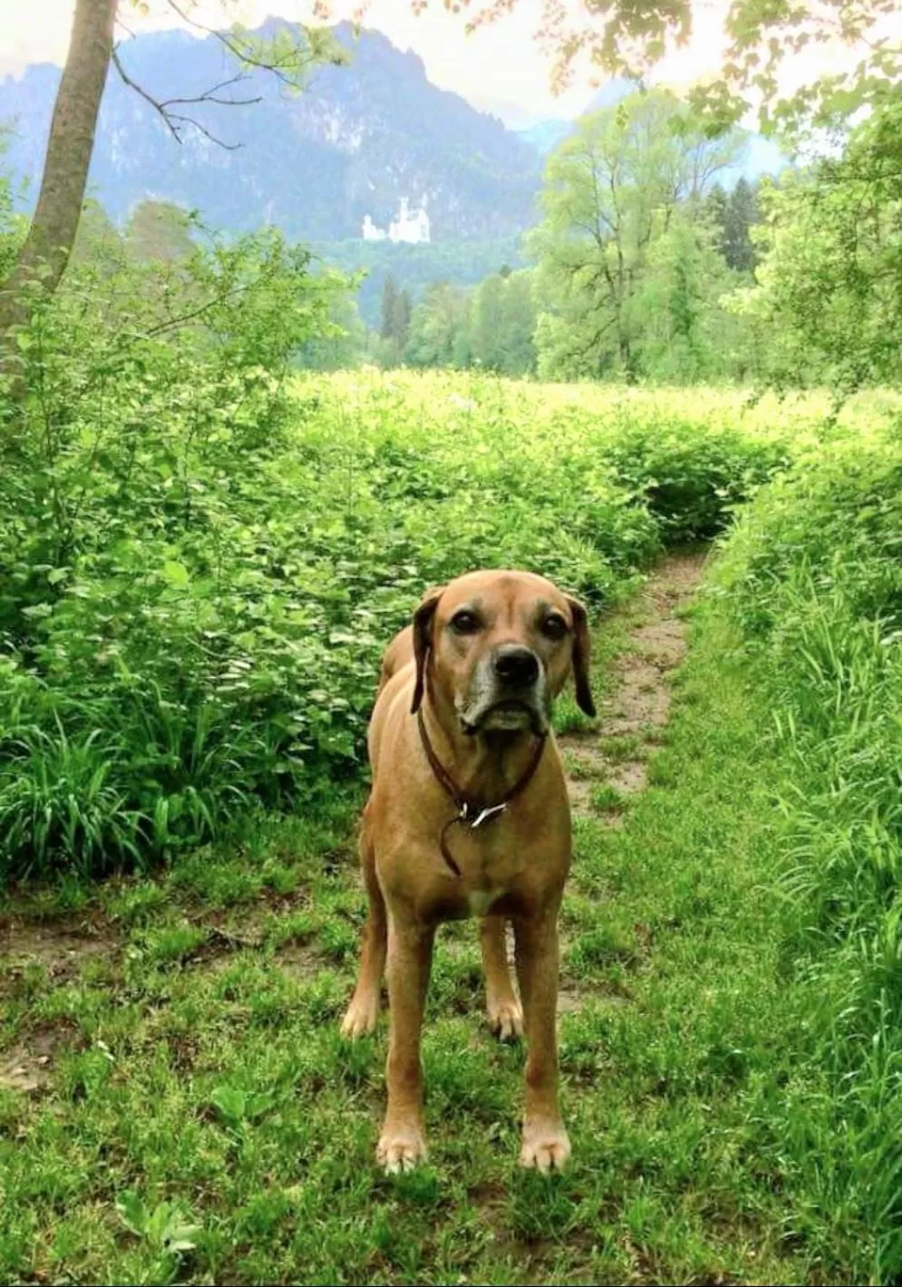 Pets in Ferienhaus und Landhaus Berger