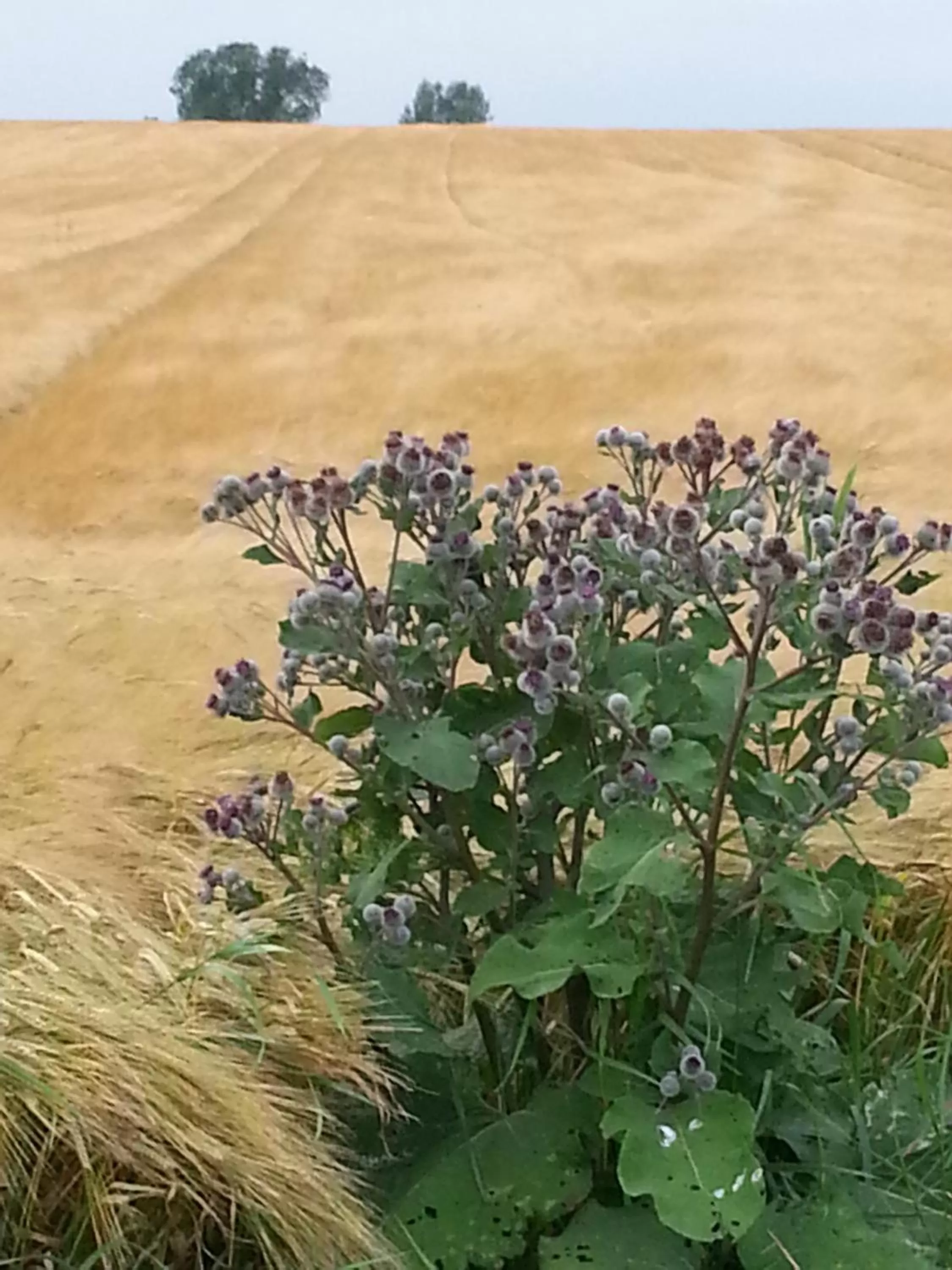 Area and facilities in Roskilde B&B