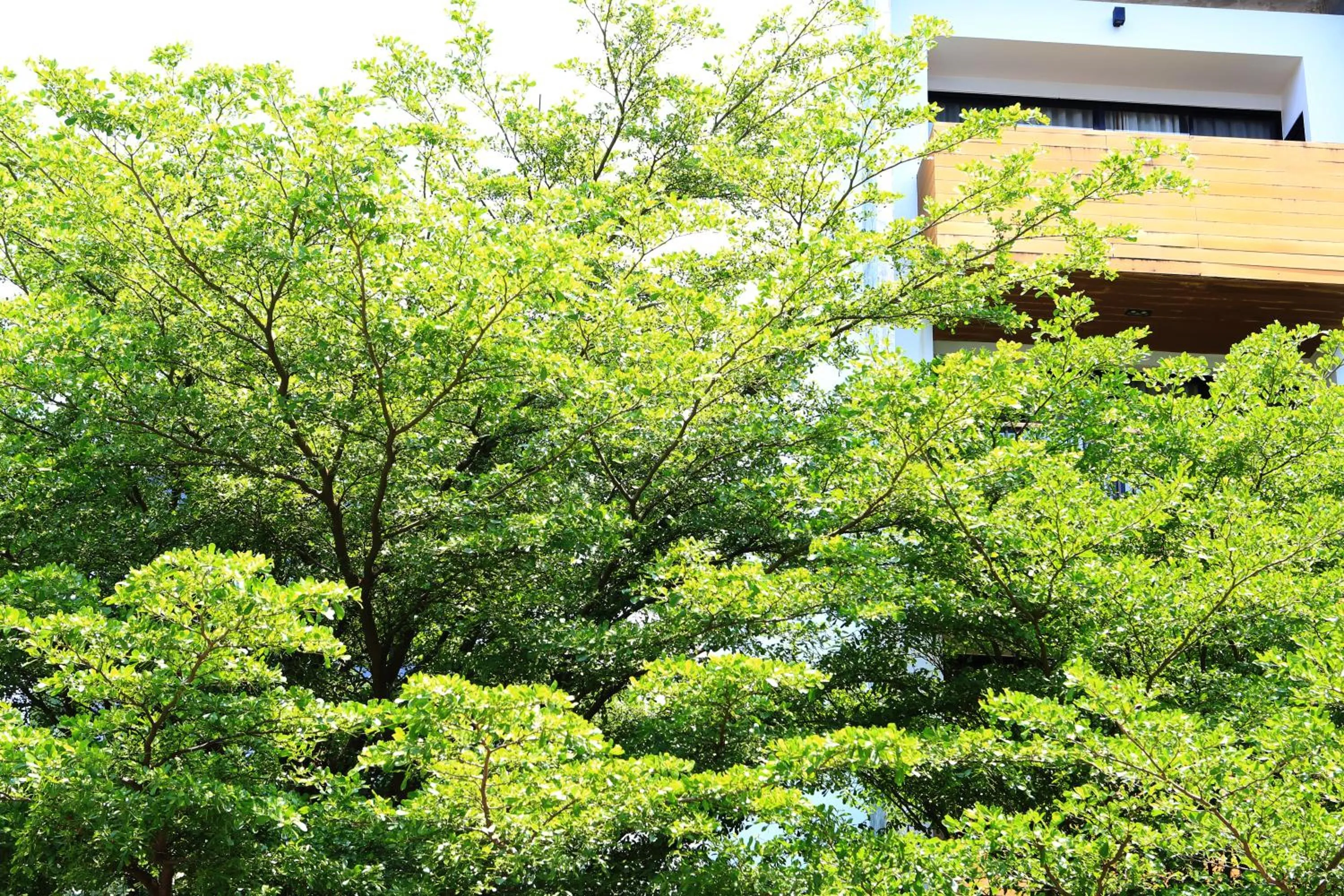 Property building in The Silver Palm Wellness Resort