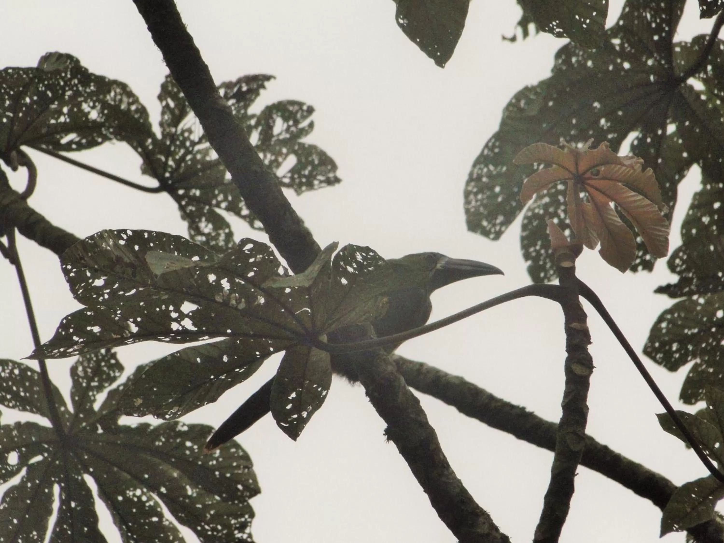 Natural landscape in Hosteria Florecer