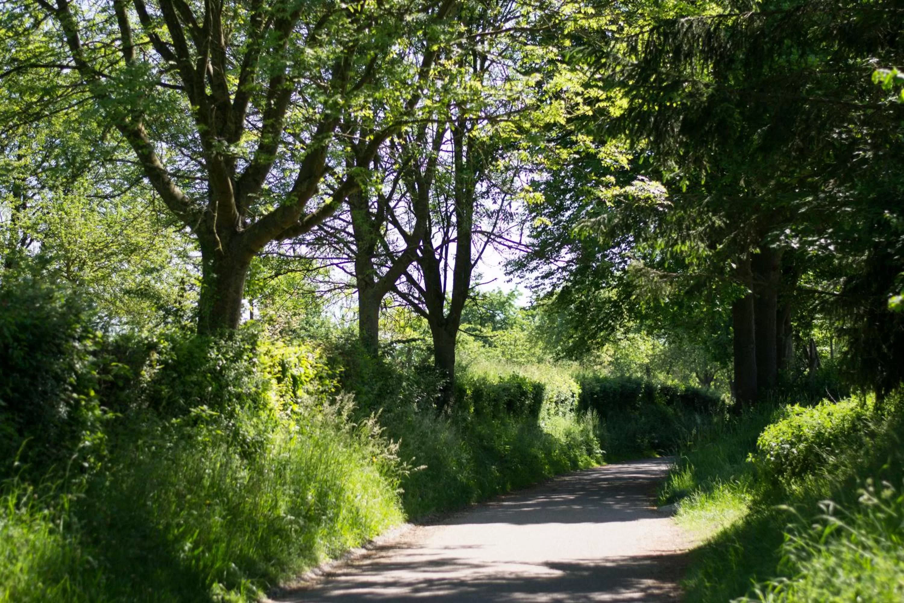 Natural landscape in Huize Mesch