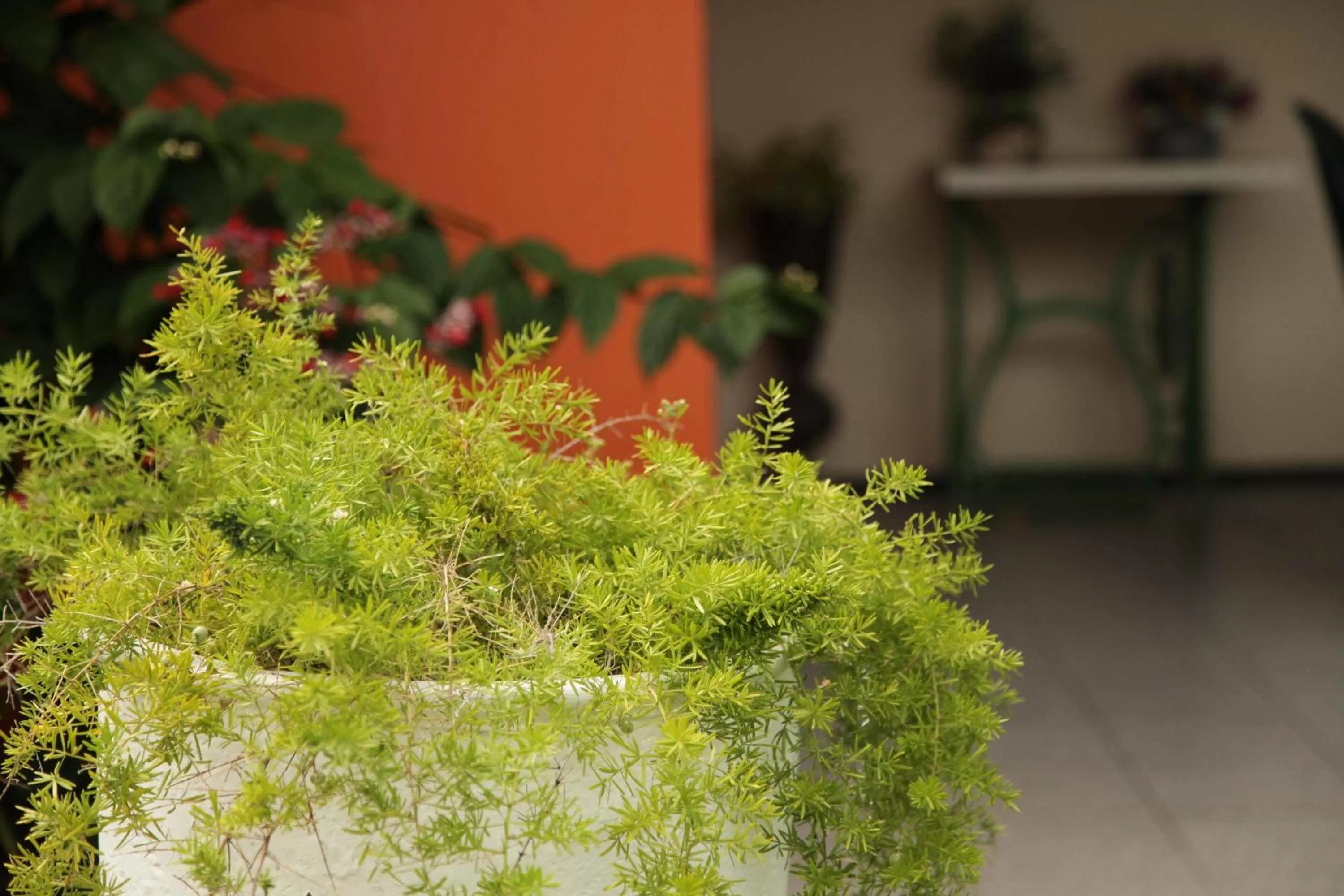 Garden in Hotel Jardim