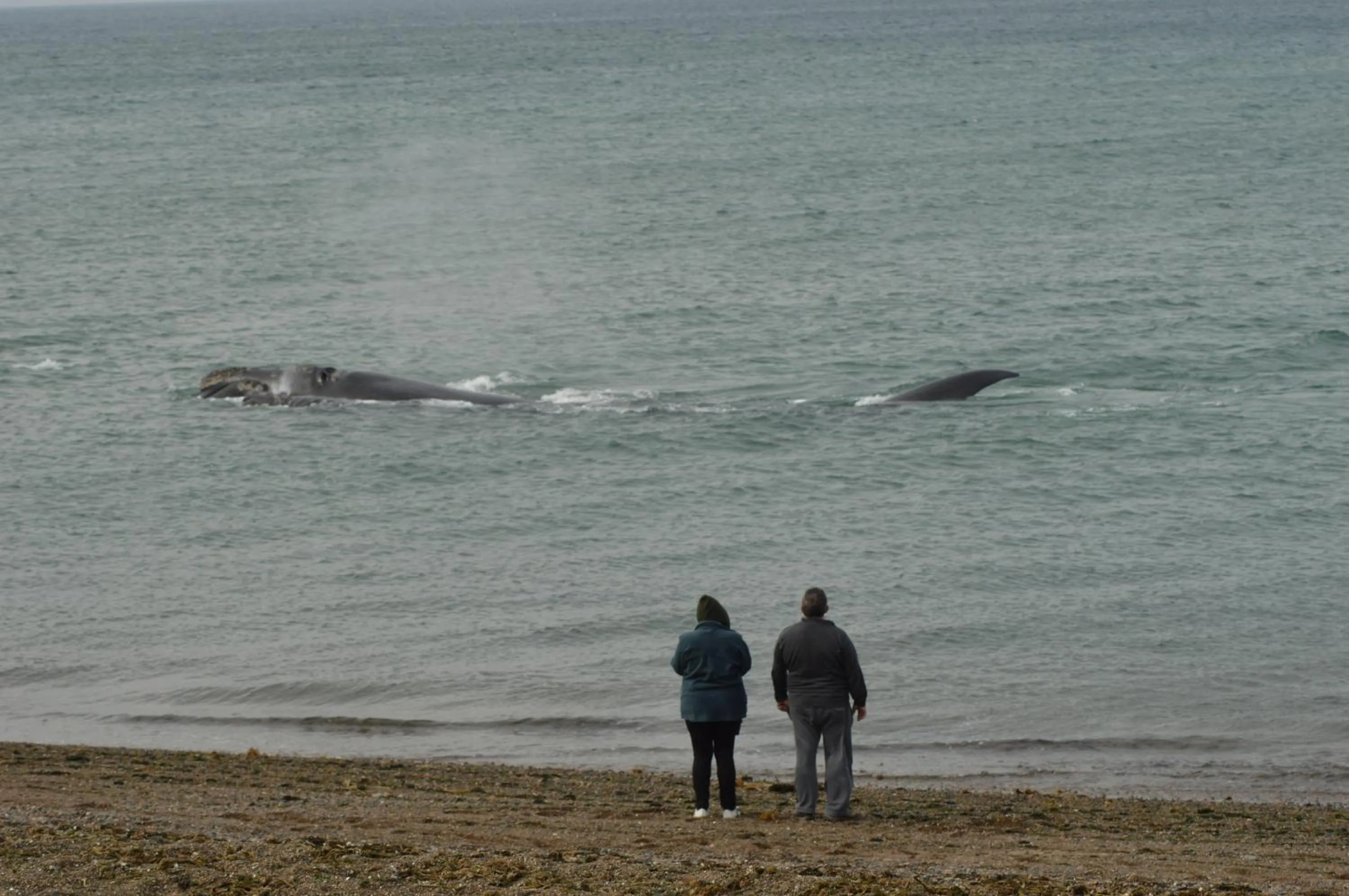 Activities in Hotel Rayentray Trelew