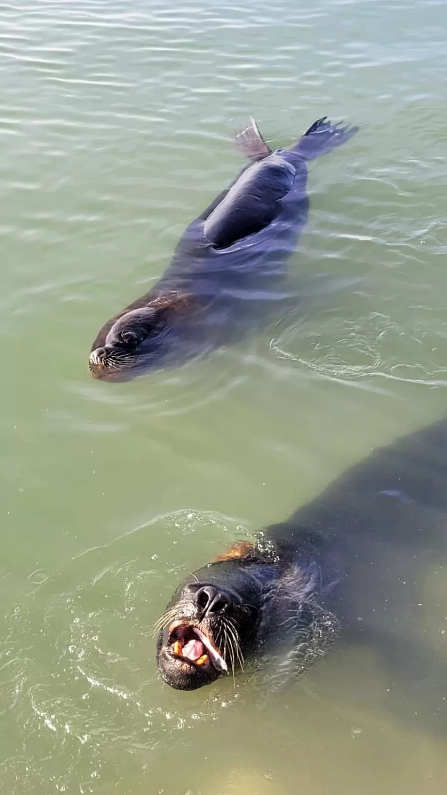 Bird's eye view, Other Animals in Taufik Hotel