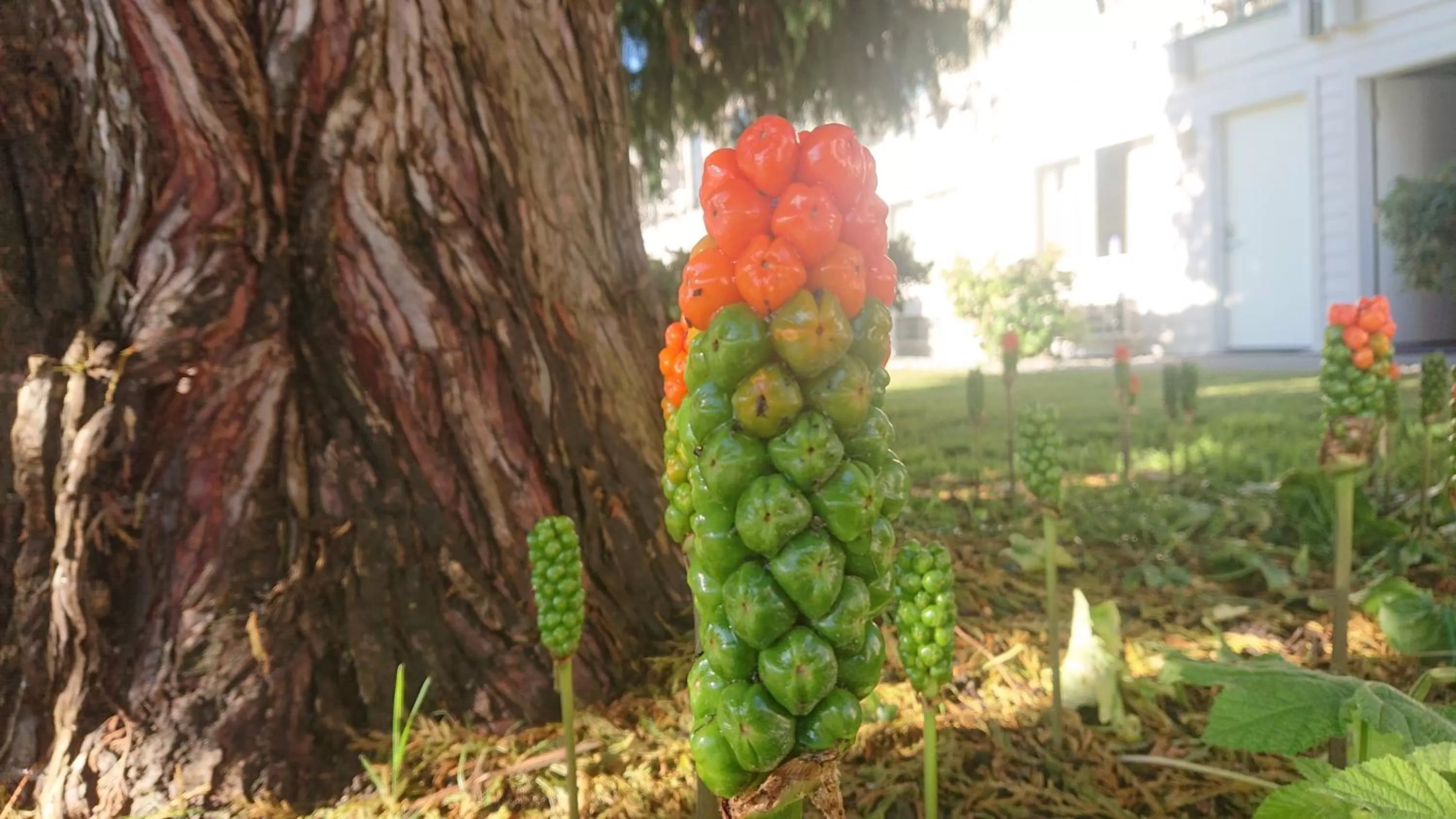 Natural landscape in Cocusa Motel