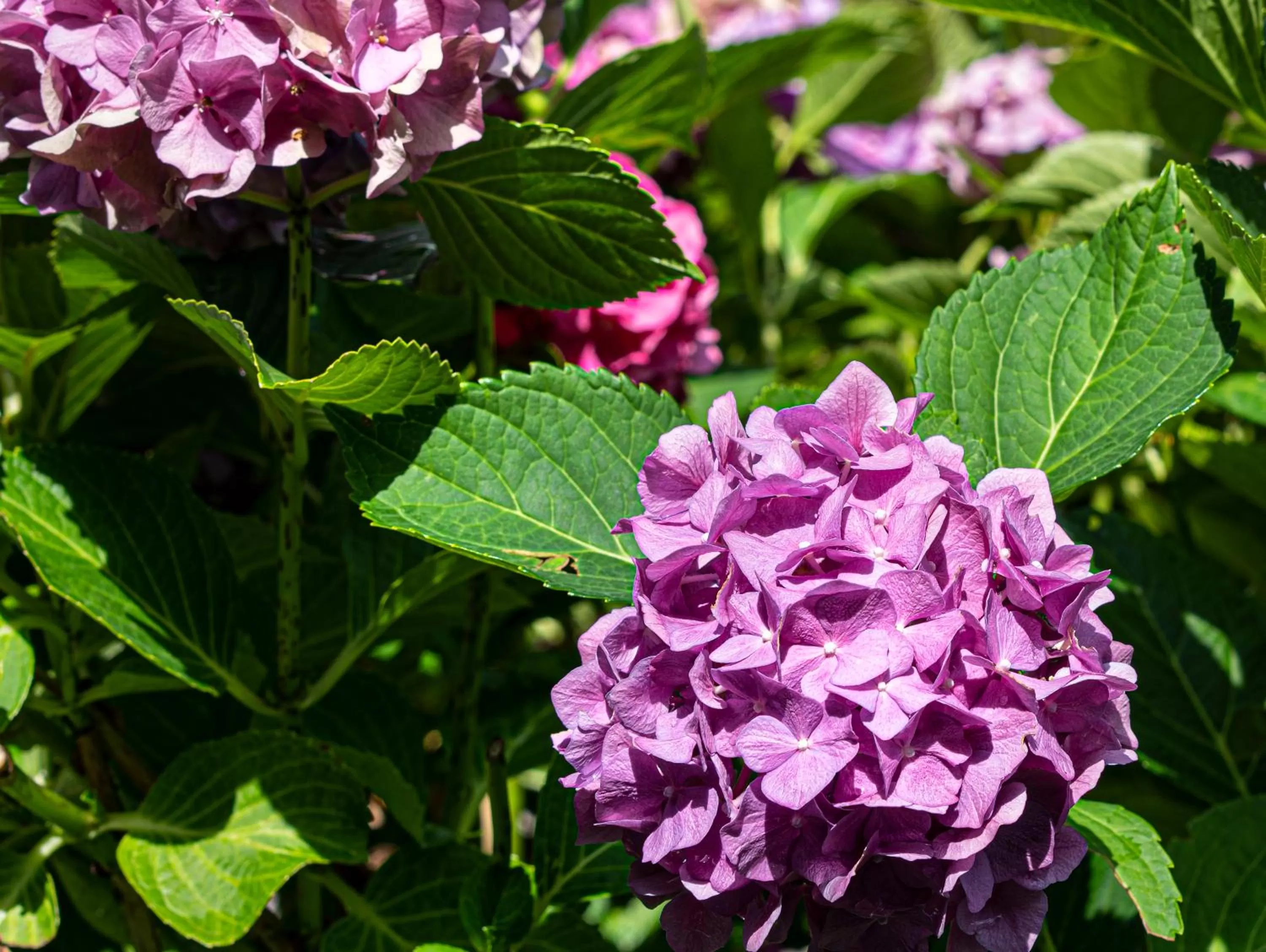 Garden in Hotel Waldblick