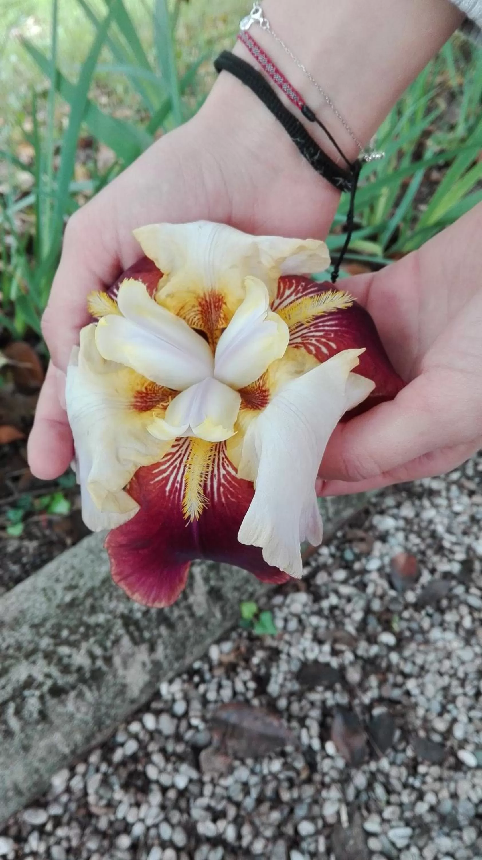 Garden in Villa Scalabrini