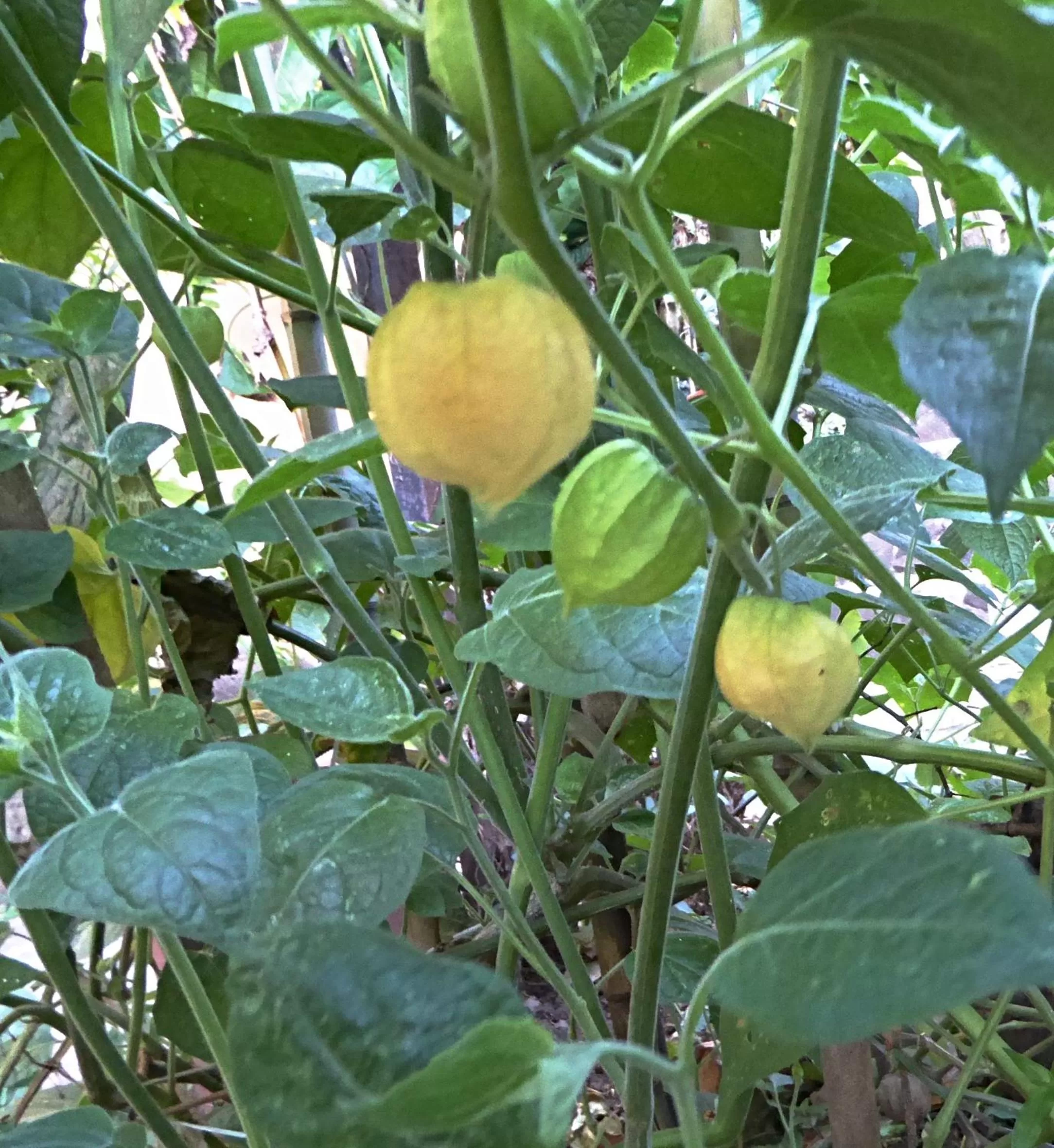 Garden in Pura Vida Hotel