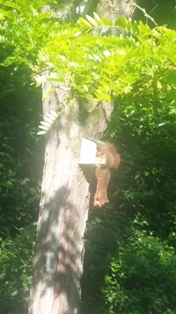 Spring in B&B Eikendreef