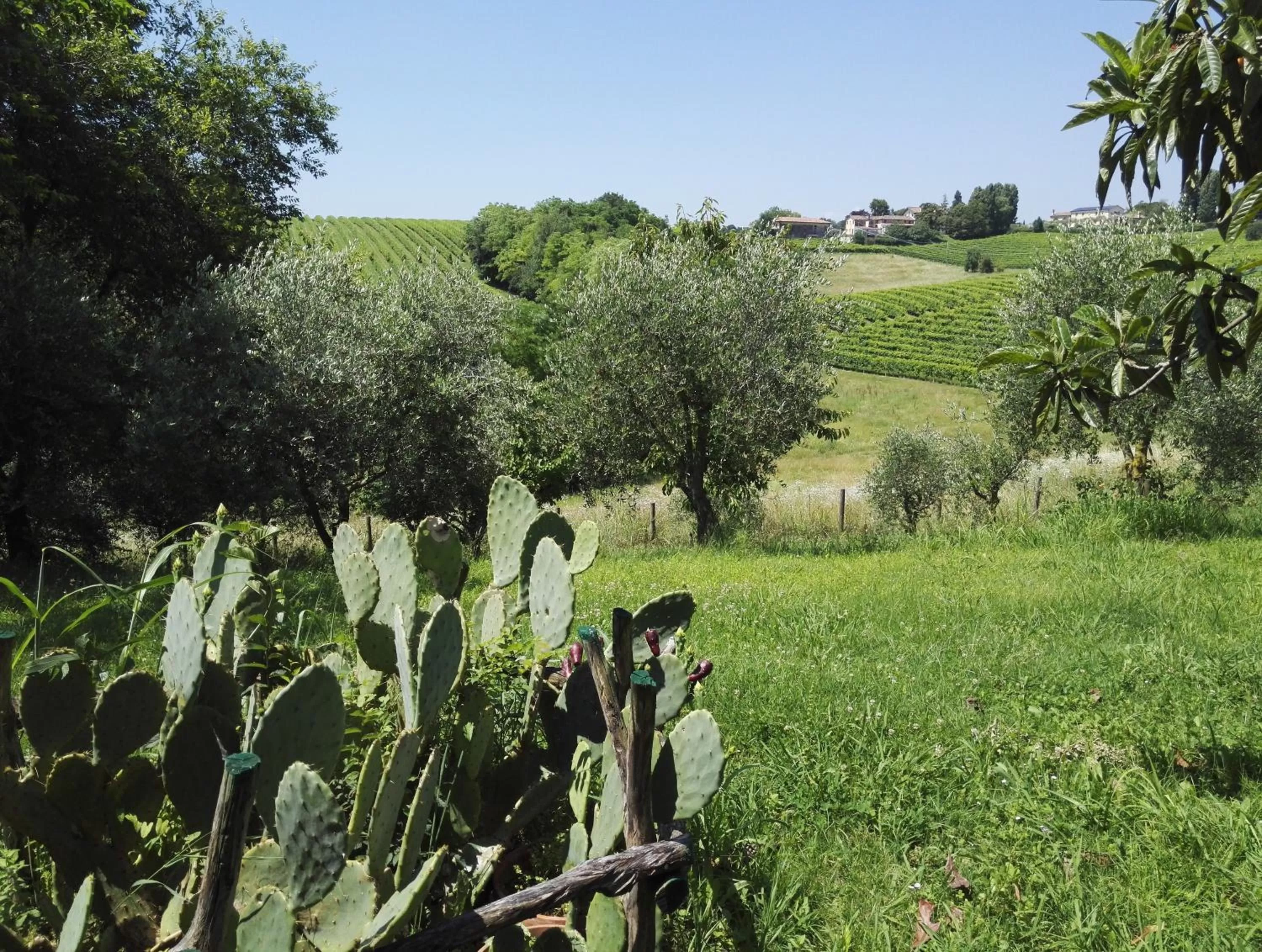 Garden in Il giuggiolo