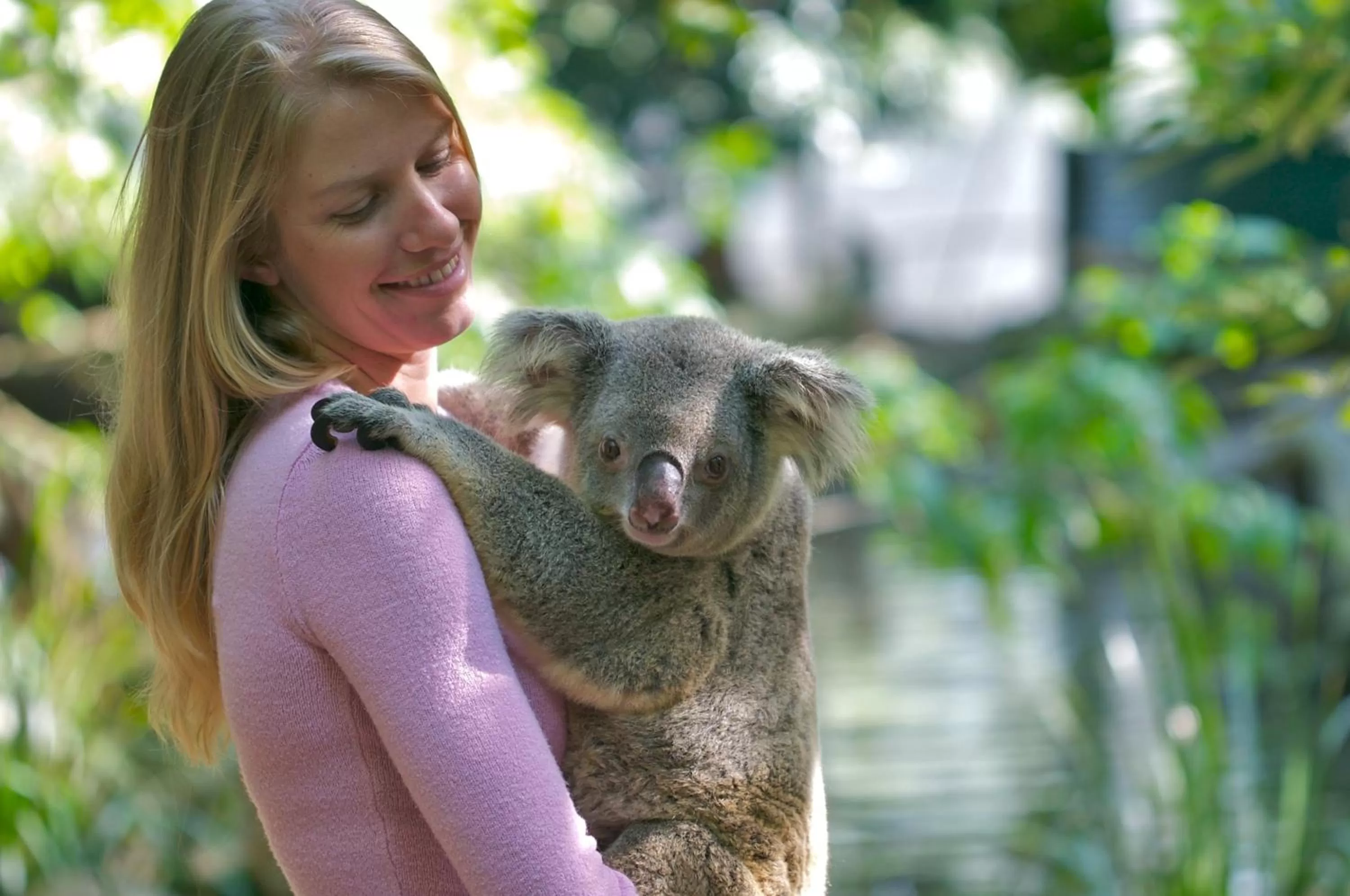 Animals in Martinique On Macrossan