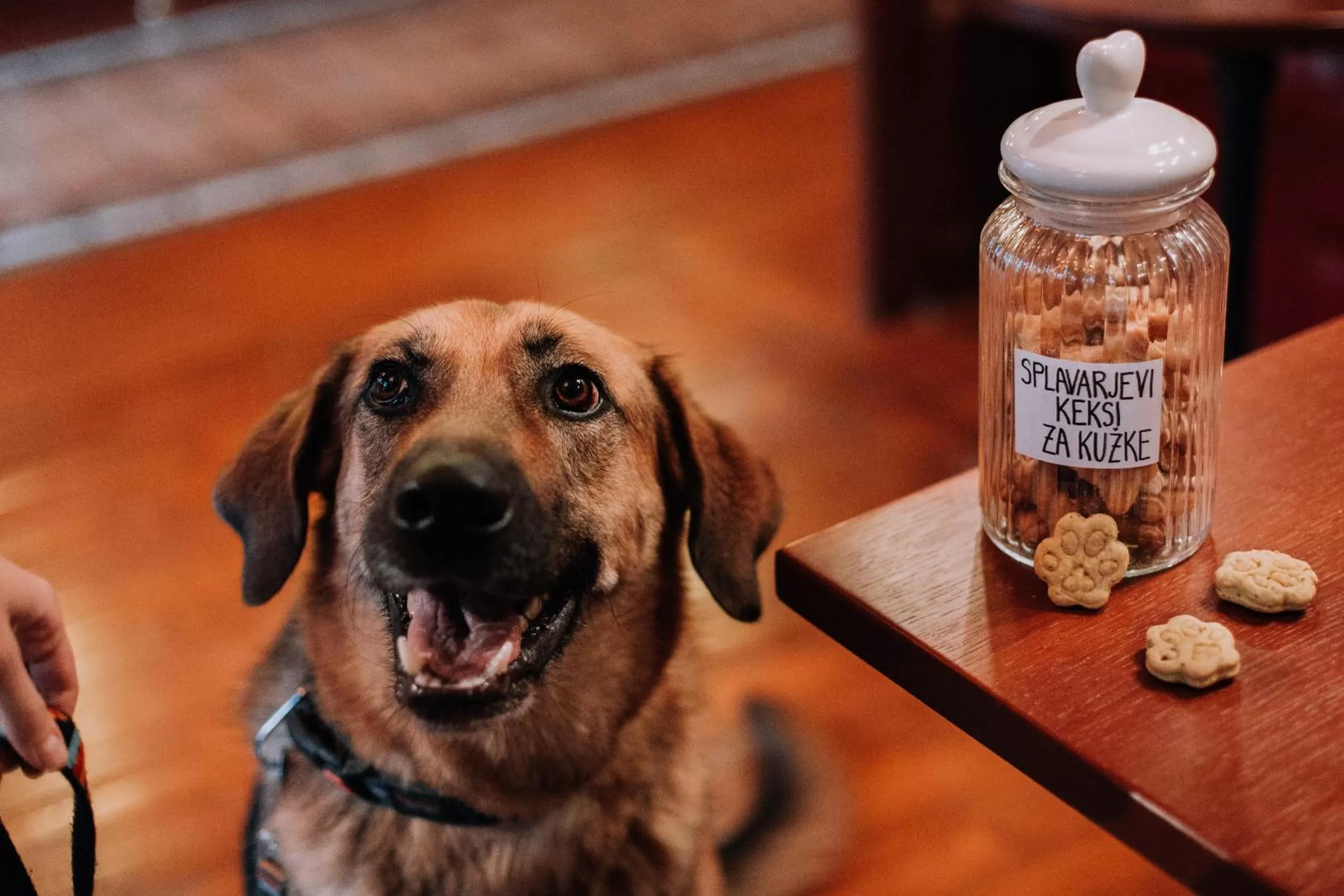 Pets in Splavar Rooms