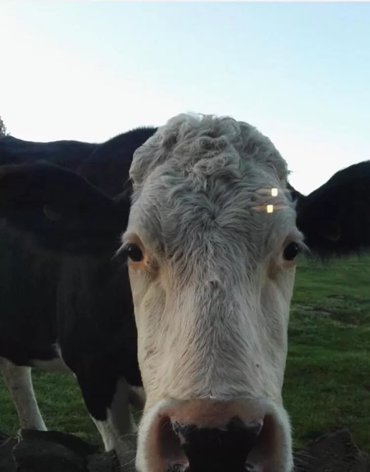Animals in Chevin End Guest House