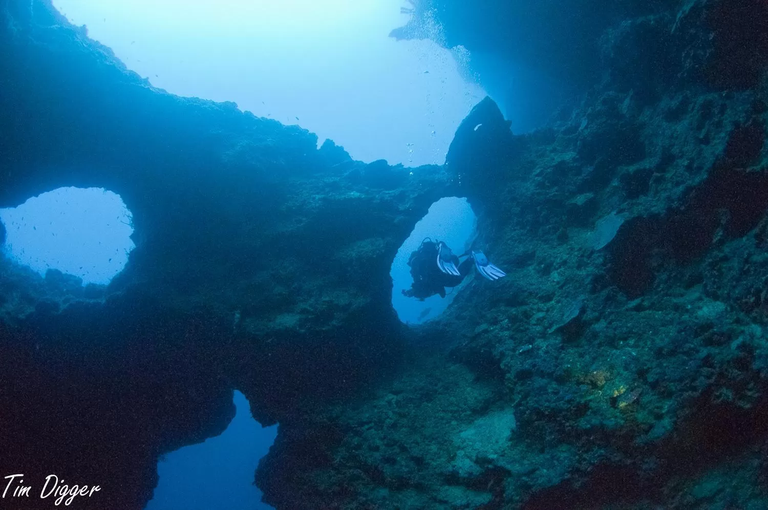 Natural landscape in Turtle Bay Dive Resort