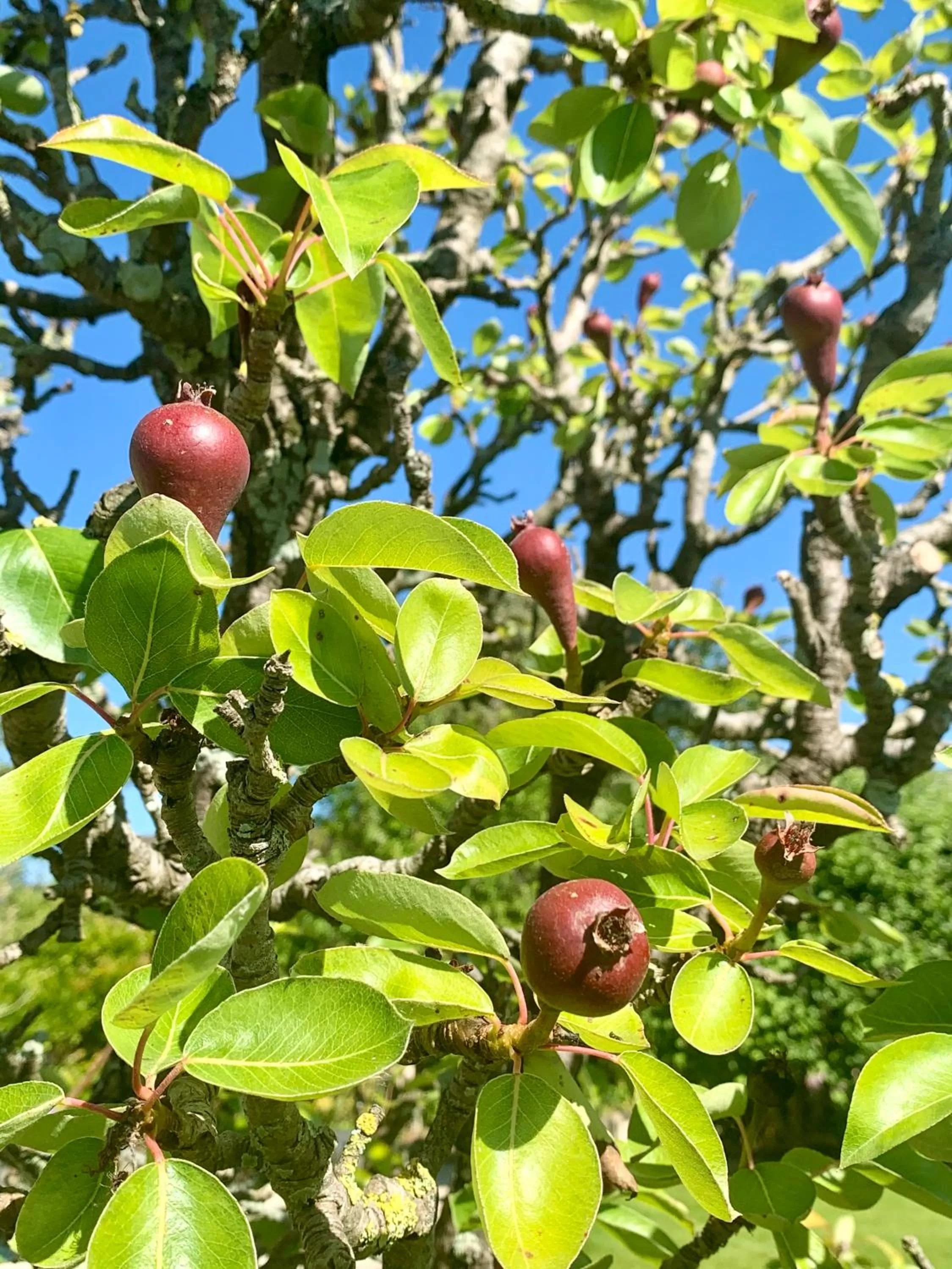 Garden in LA MEFFRAIS 1741