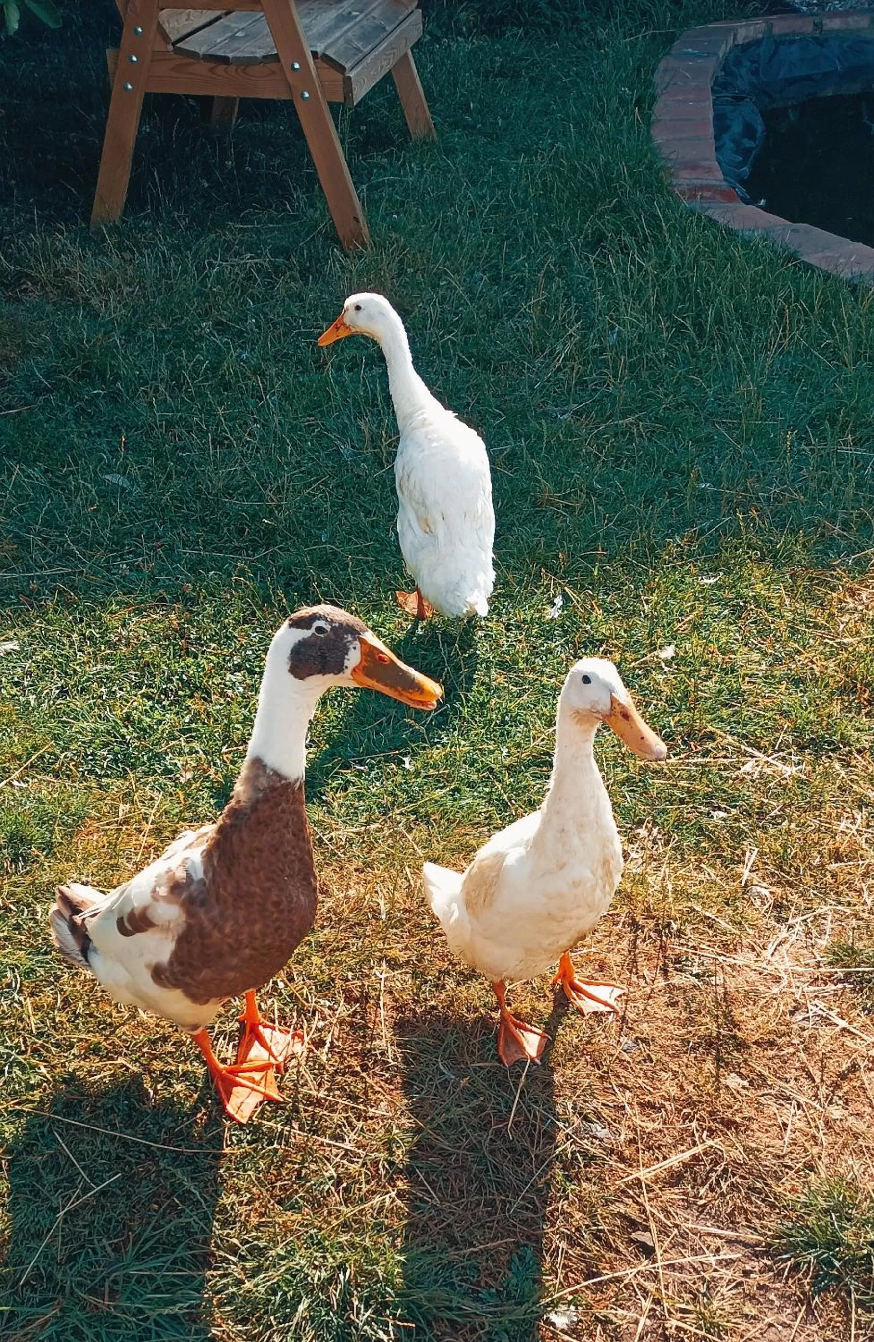 Animals, Other Animals in The Wood Cottage