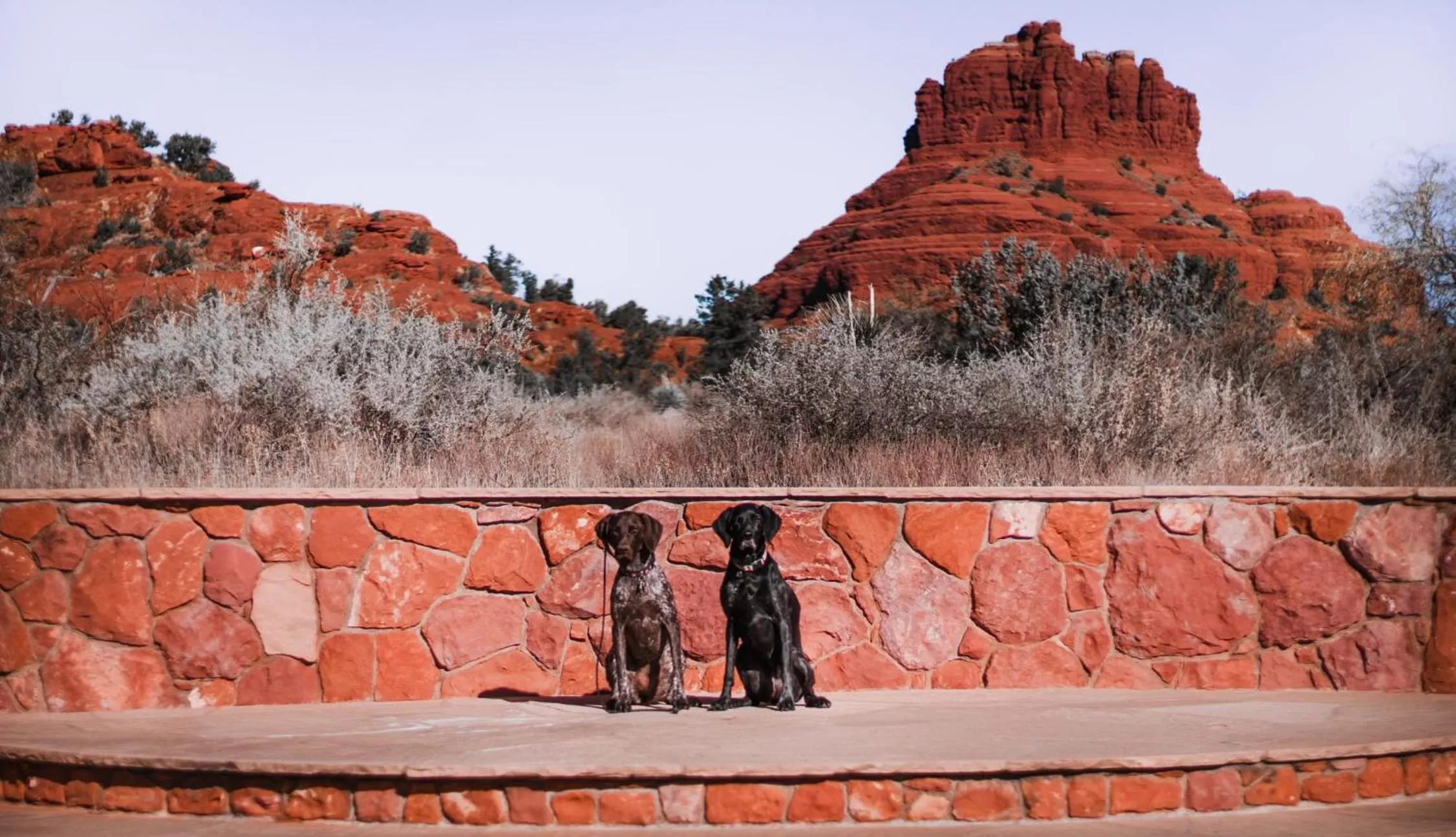 pet friendly in Red Agave Resort