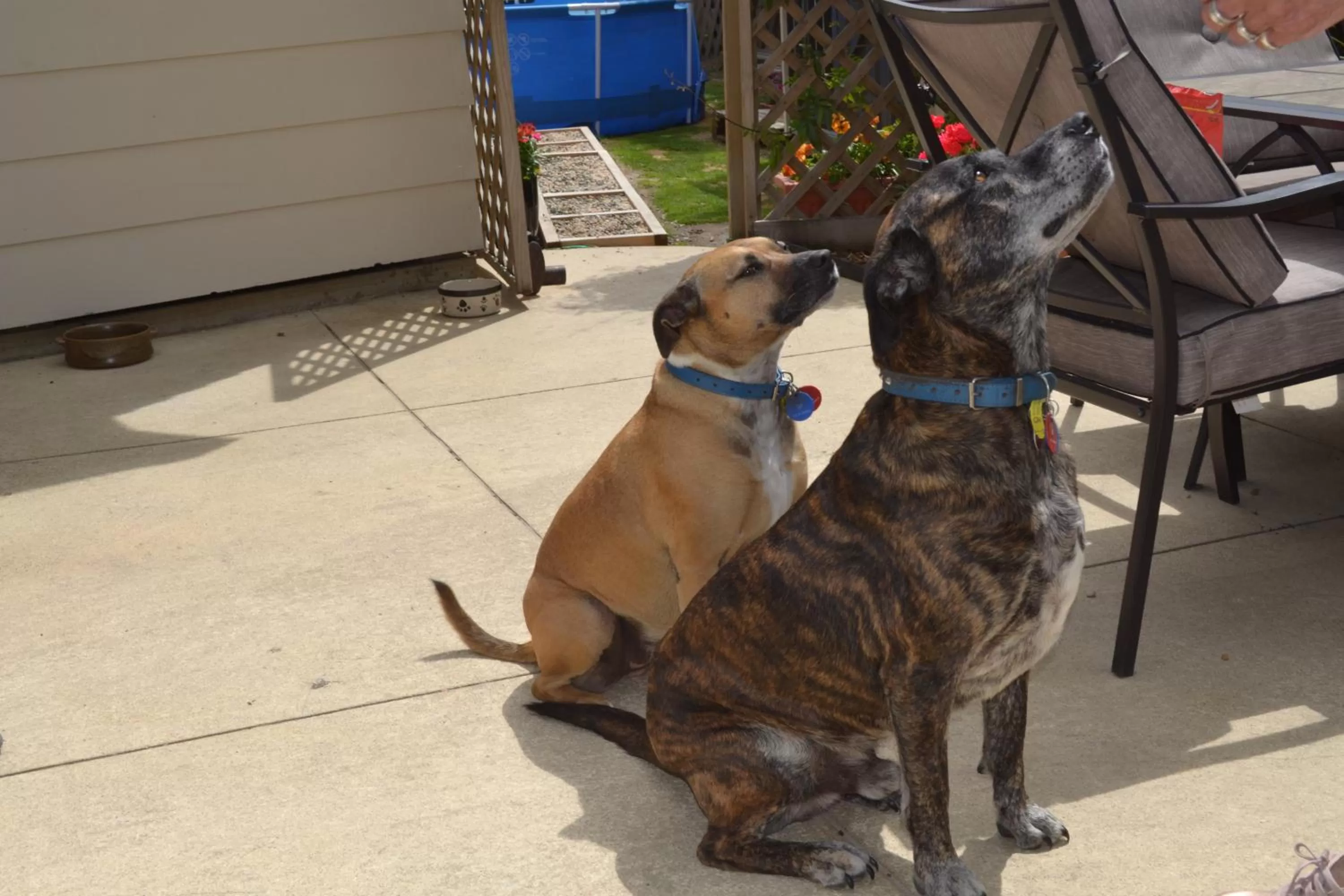 Pets in Annie's BnB at 7C