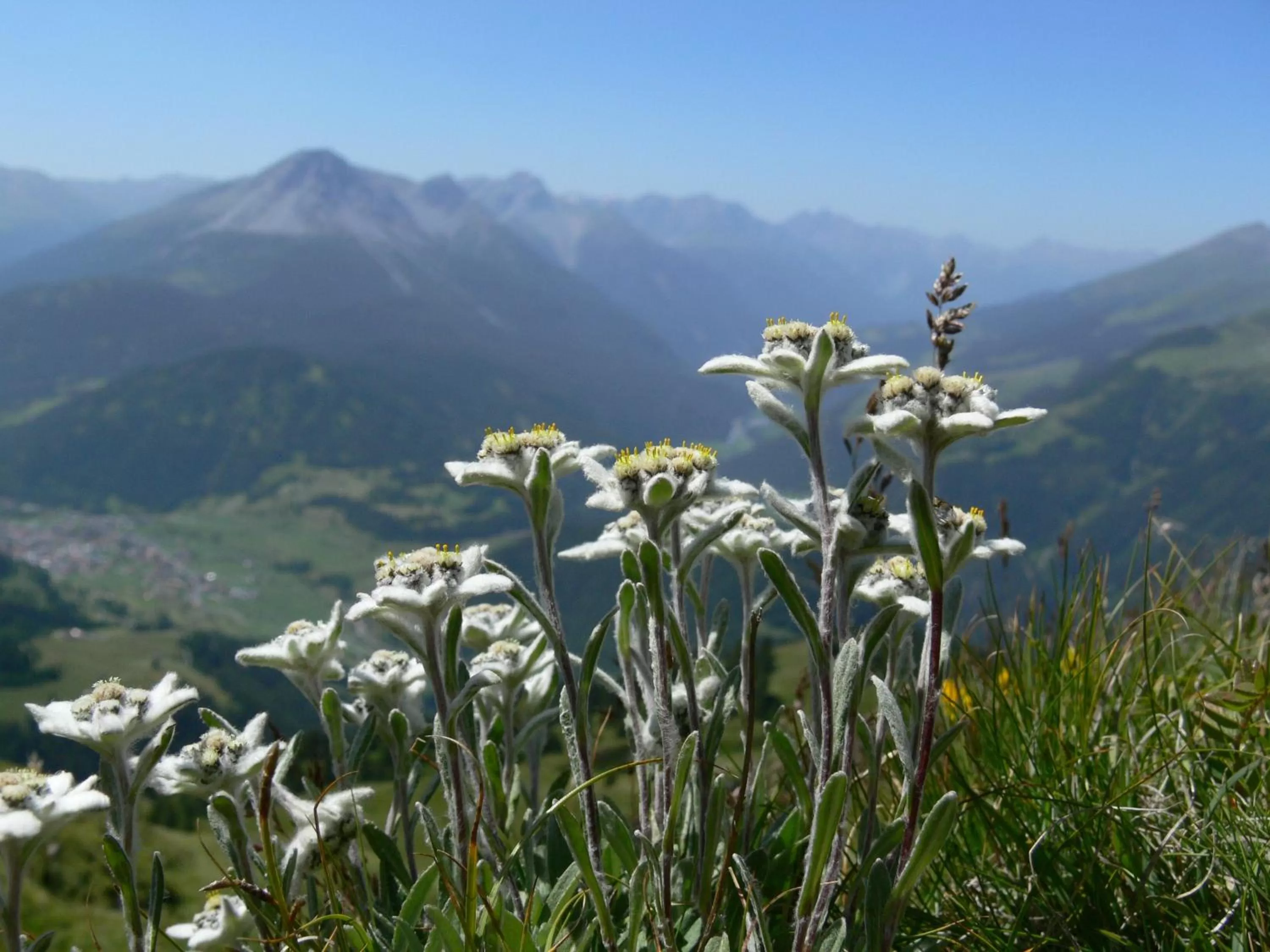 Hiking, Natural Landscape in Alpengasthof Norbertshöhe Superior