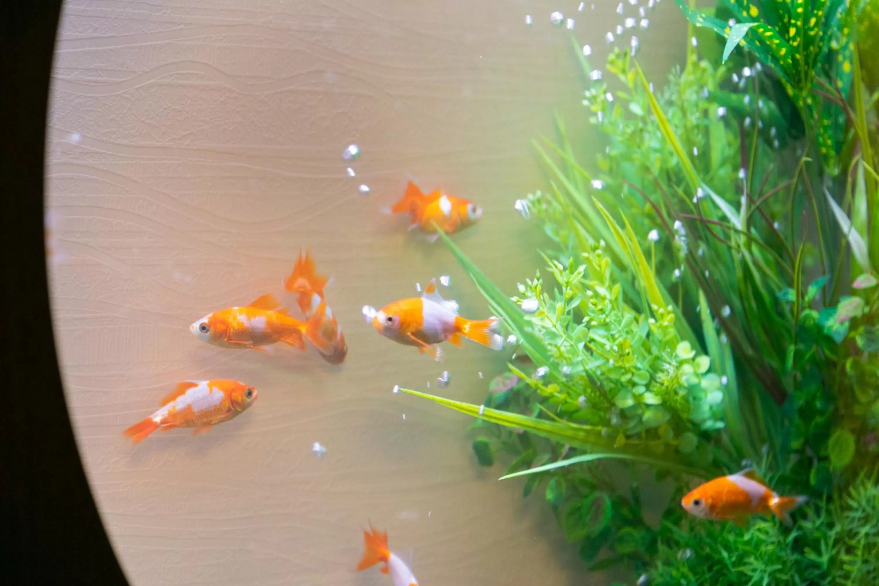 Hotel Eldia Luxury Kobe (Adult Only)