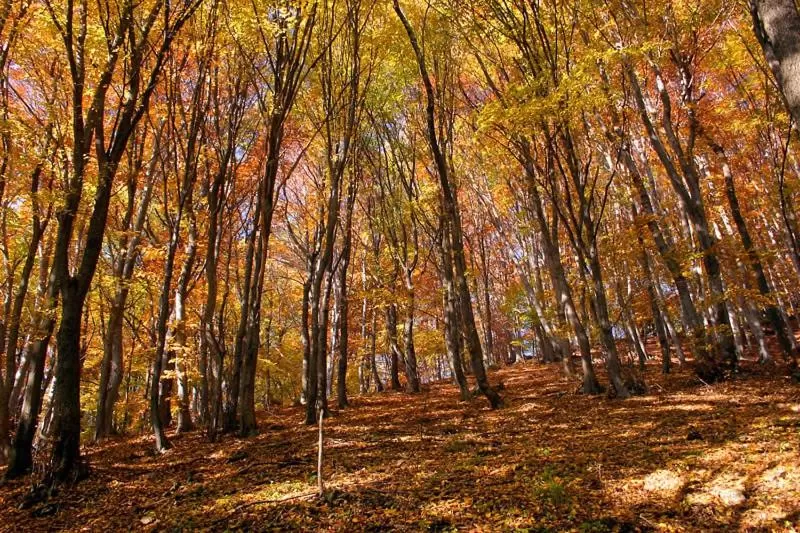 Natural landscape in The Appalachian at Mountain Creek