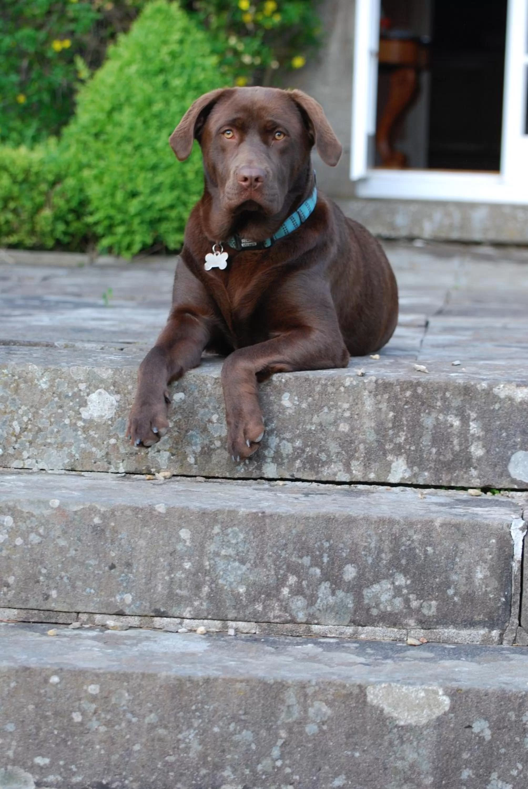 Pets in The Den at Backwell Down