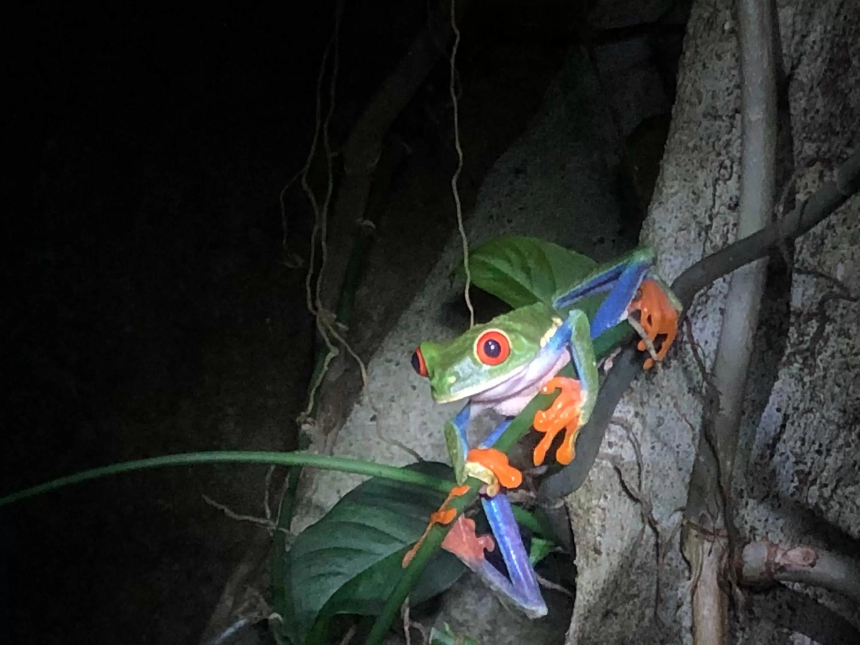 Animals in Bella Vista Ranch Ecolodge