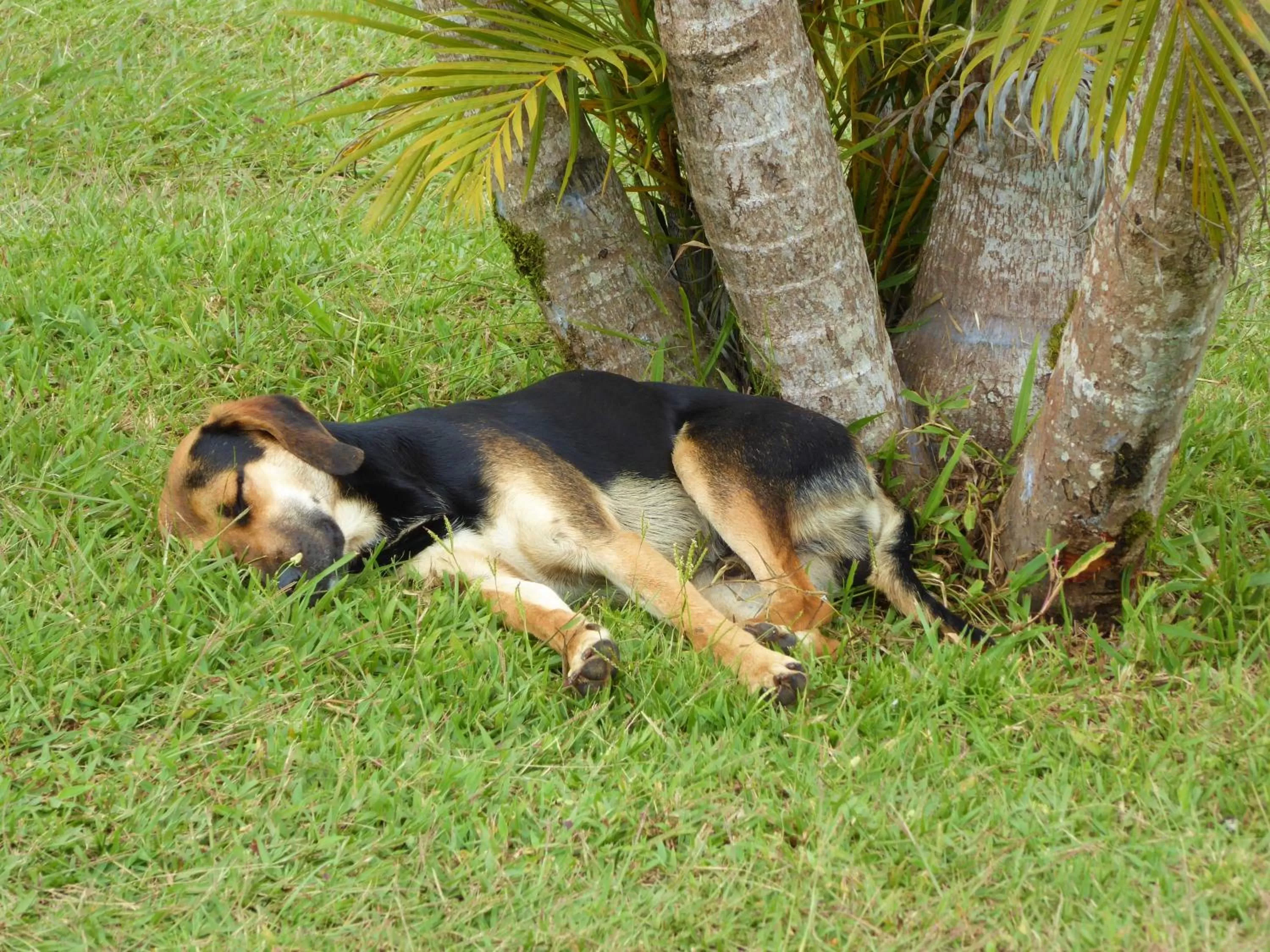 Pets in Finca El Cielo
