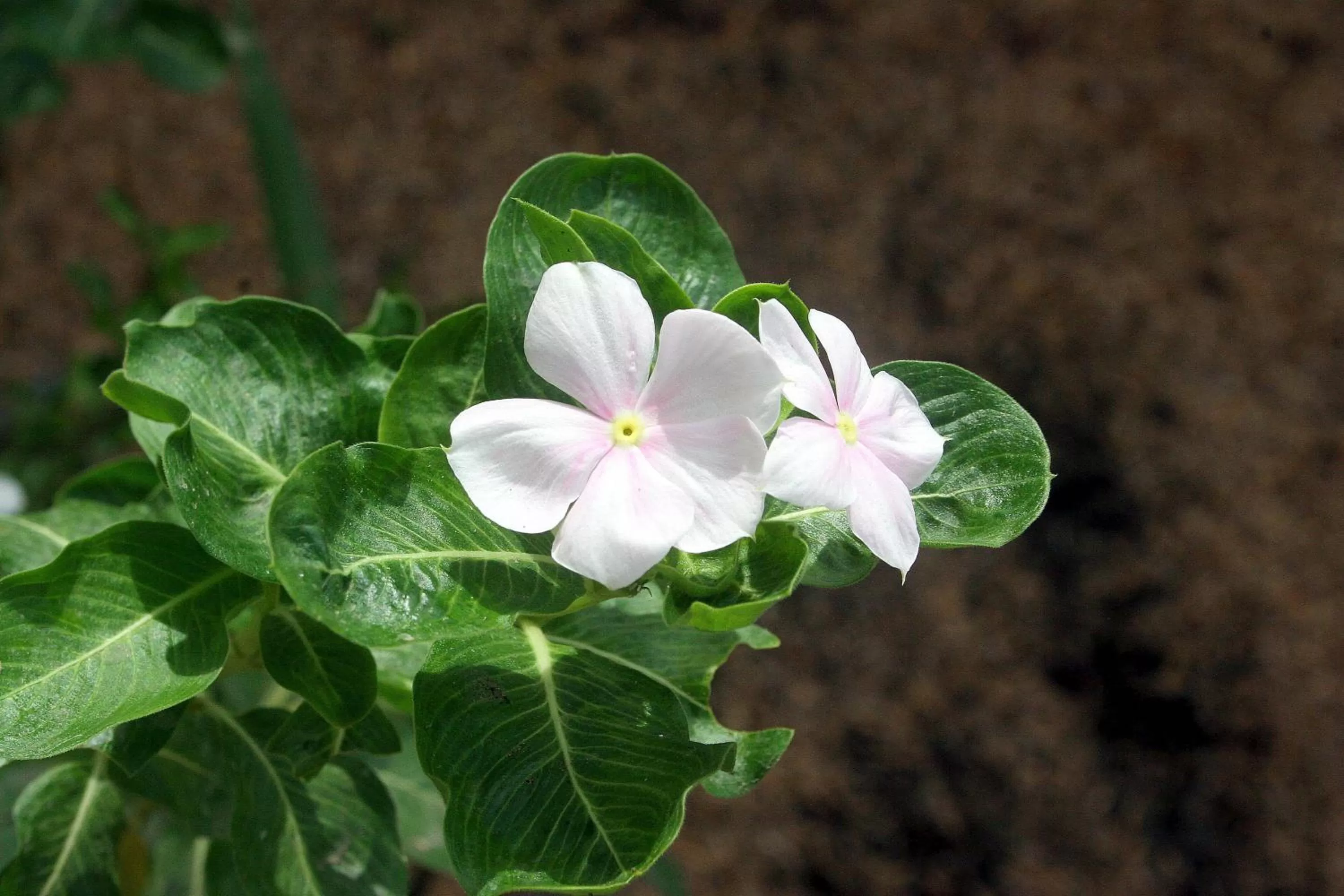 Garden in Mirador de San Jorge