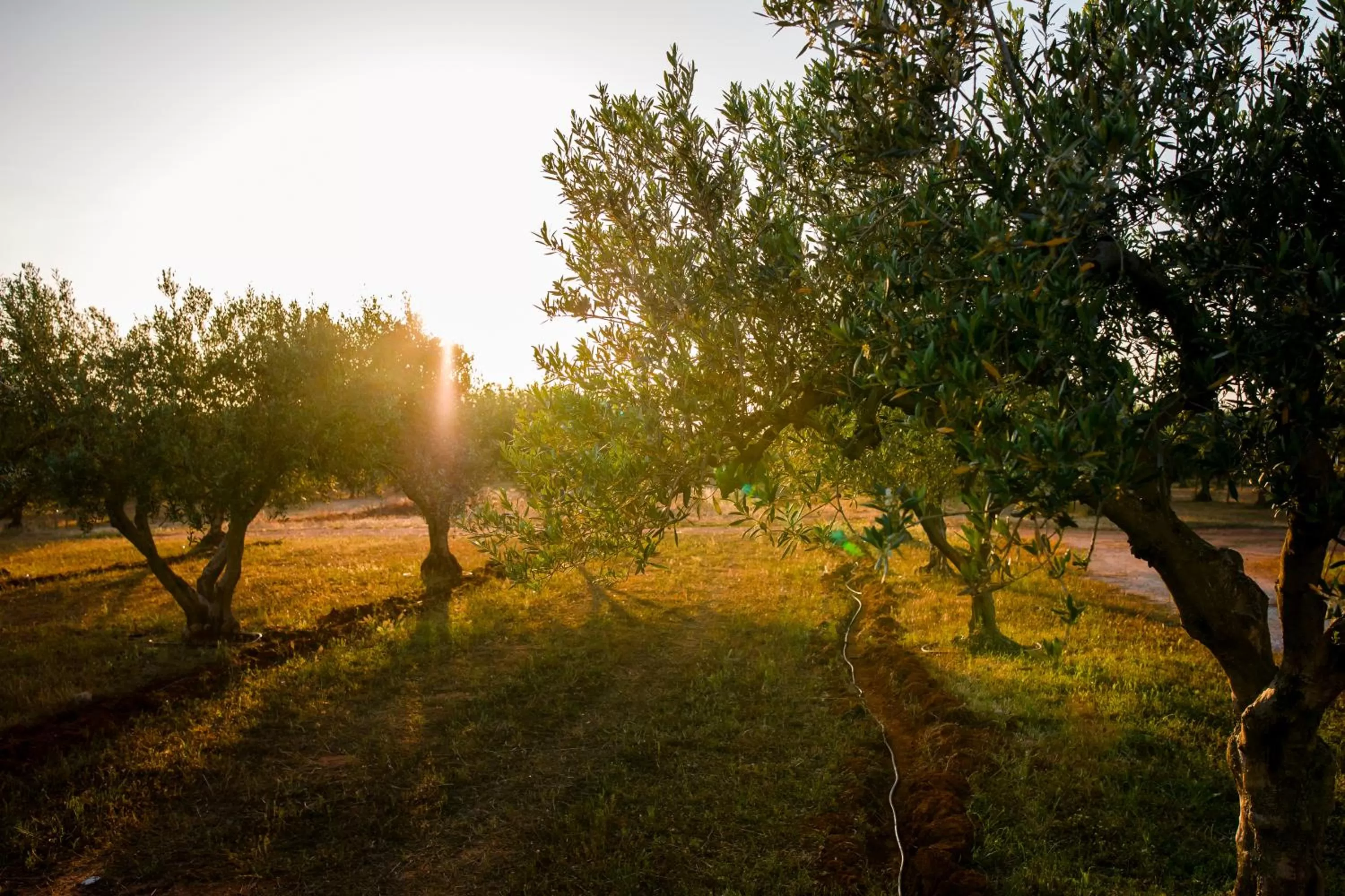 Natural landscape in Baglio Custera