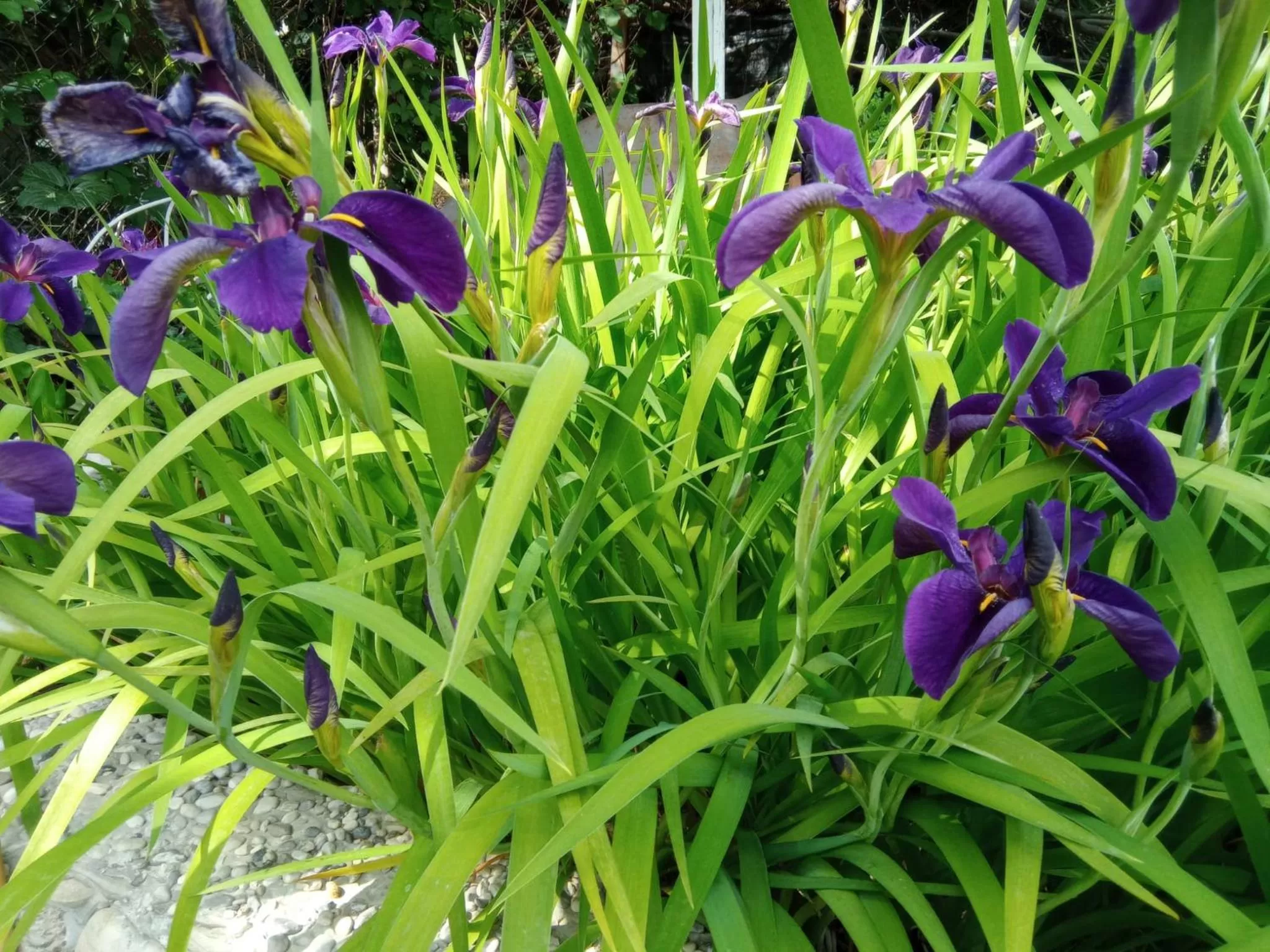 Garden in Villa Fiorita