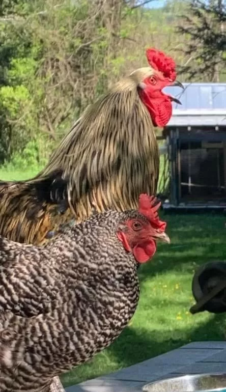 Animals, Other Animals in Folkestone Inn