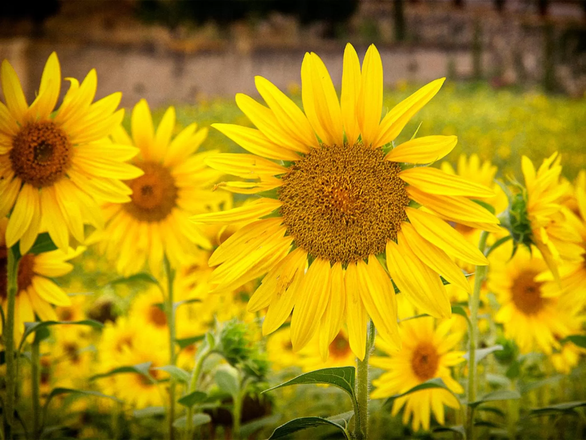 Garden in Monnàber Vell