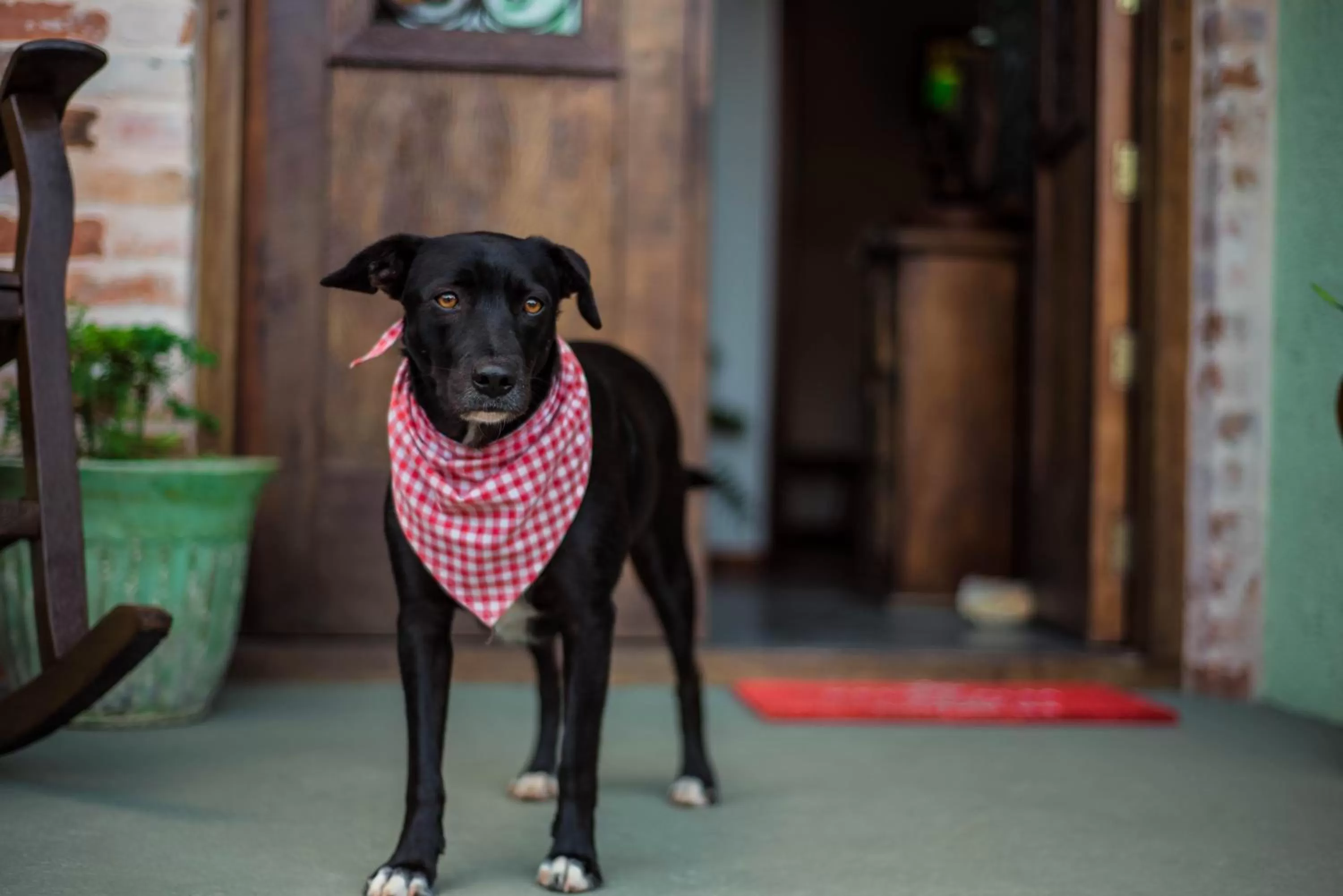 Pets in Pousada Santarina