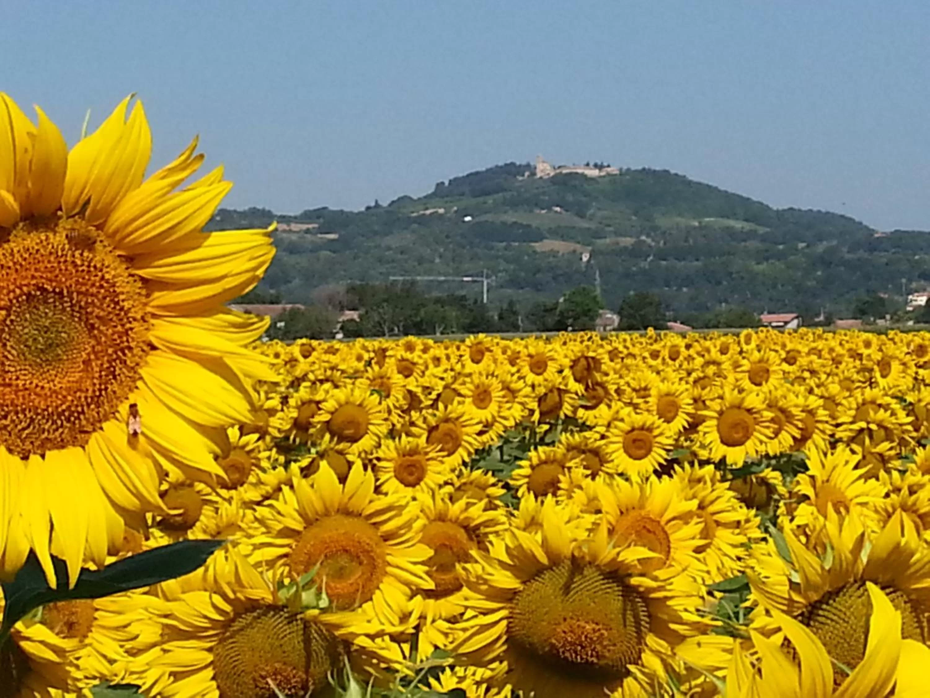 Area and facilities in Al Villino del Sole