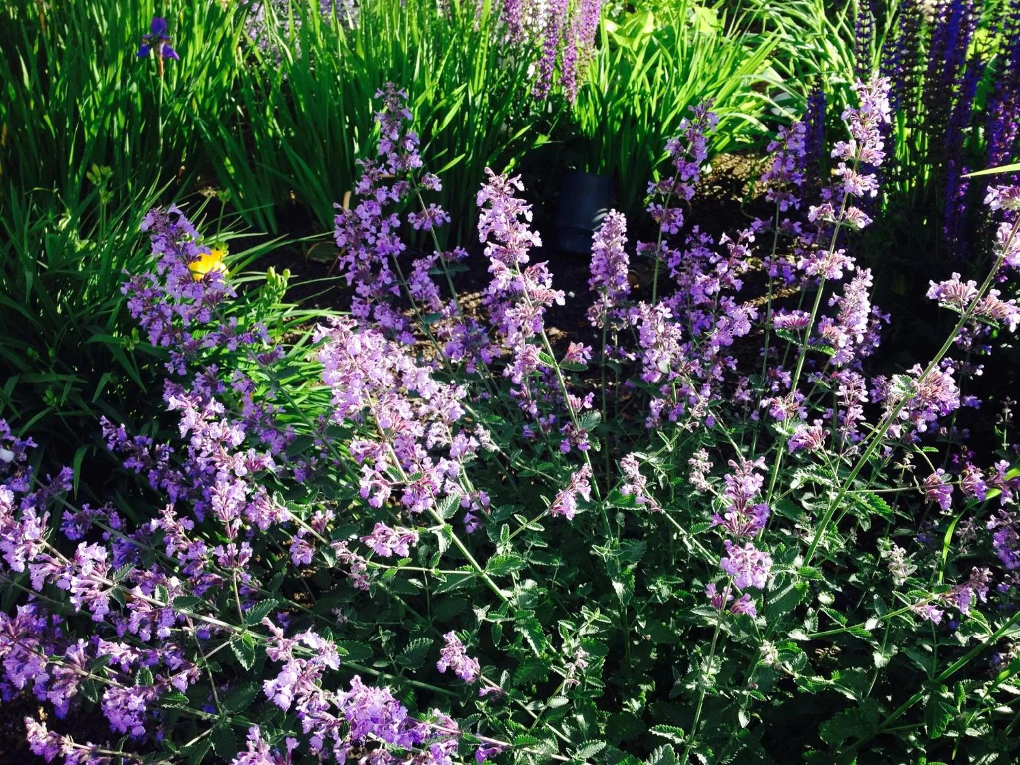 Summer in James Place Inn Bed and Breakfast