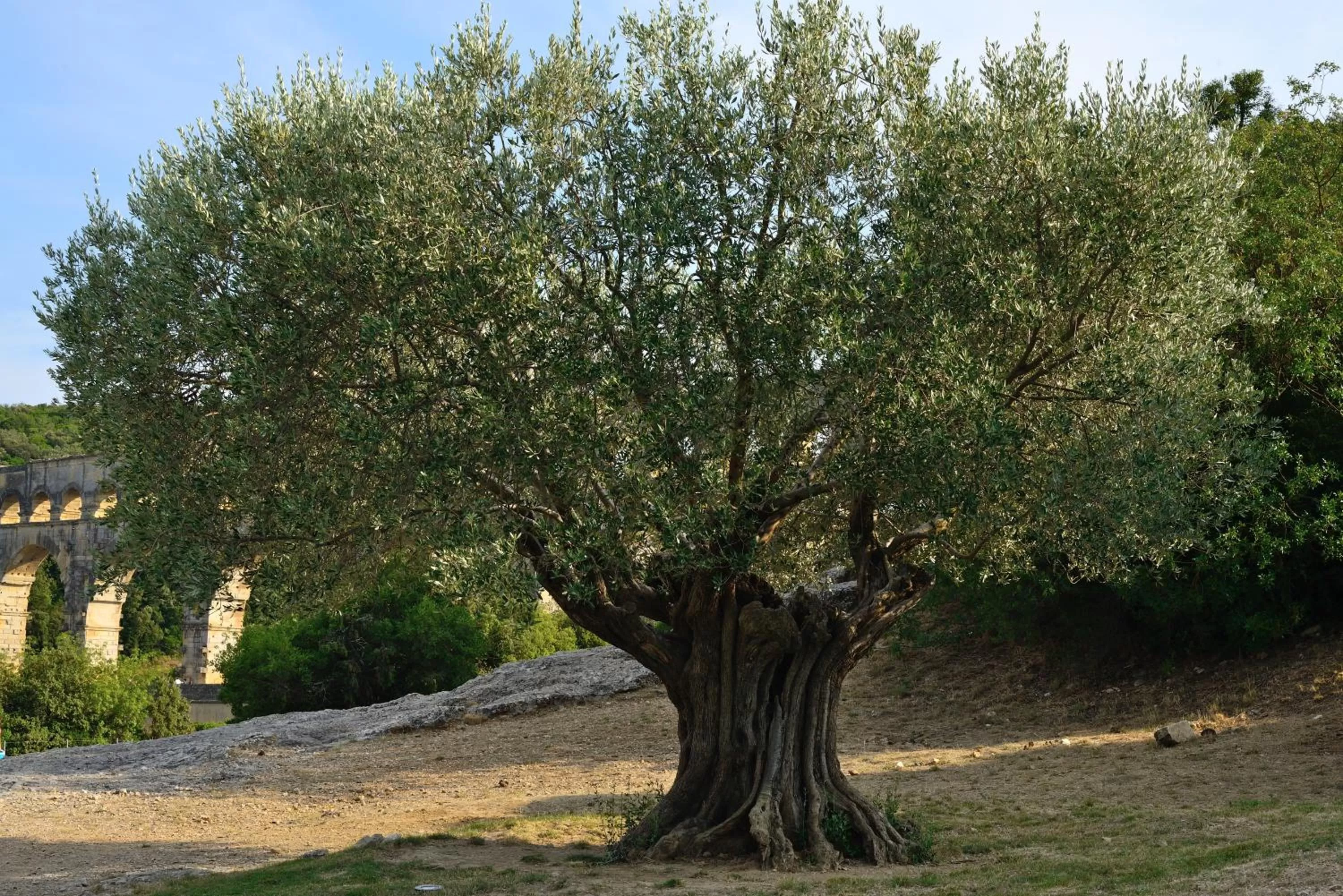 Natural landscape in ibis budget Orange Centre