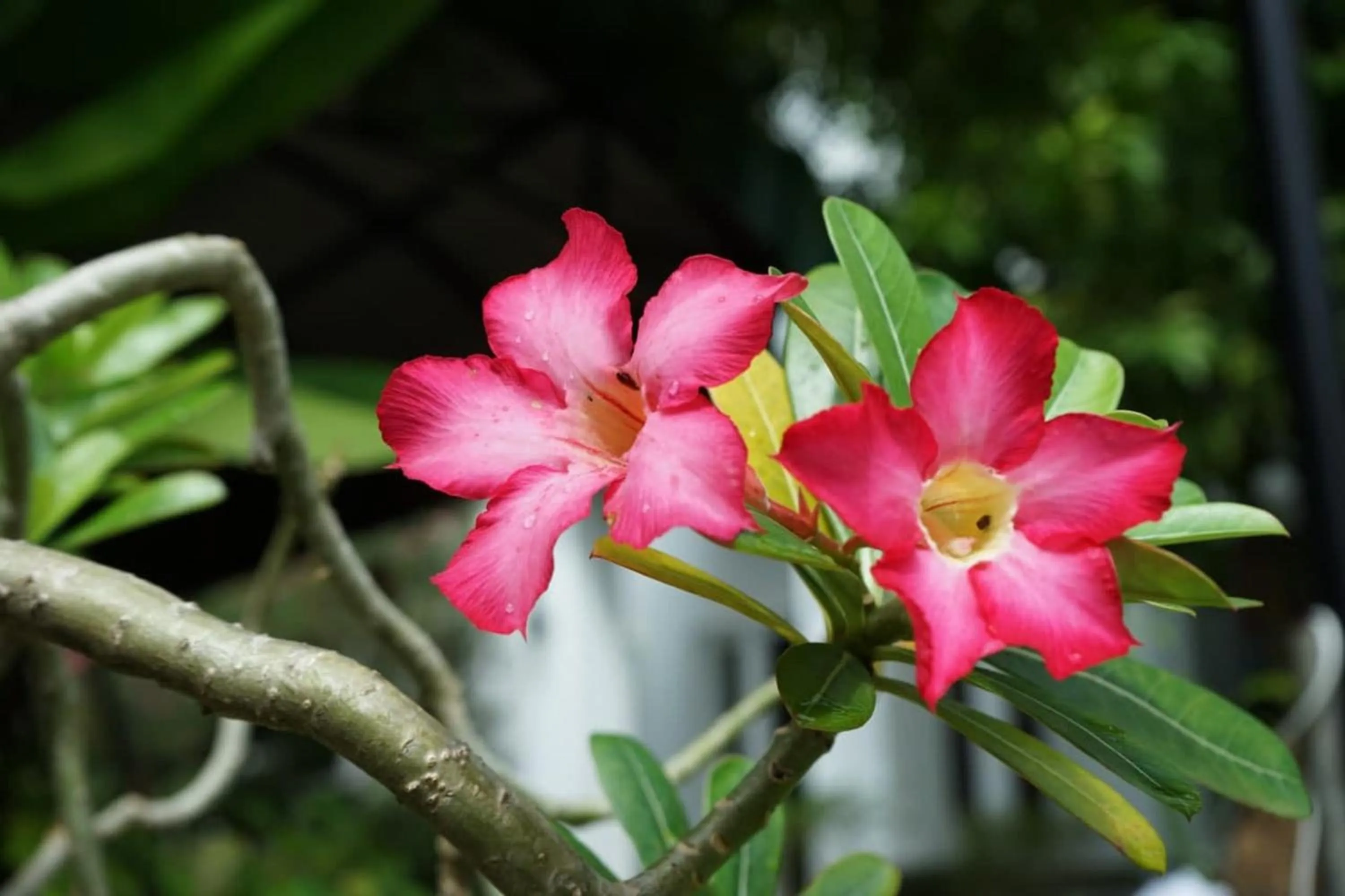 Restaurant/places to eat in Vimean Sovannaphoum Resort