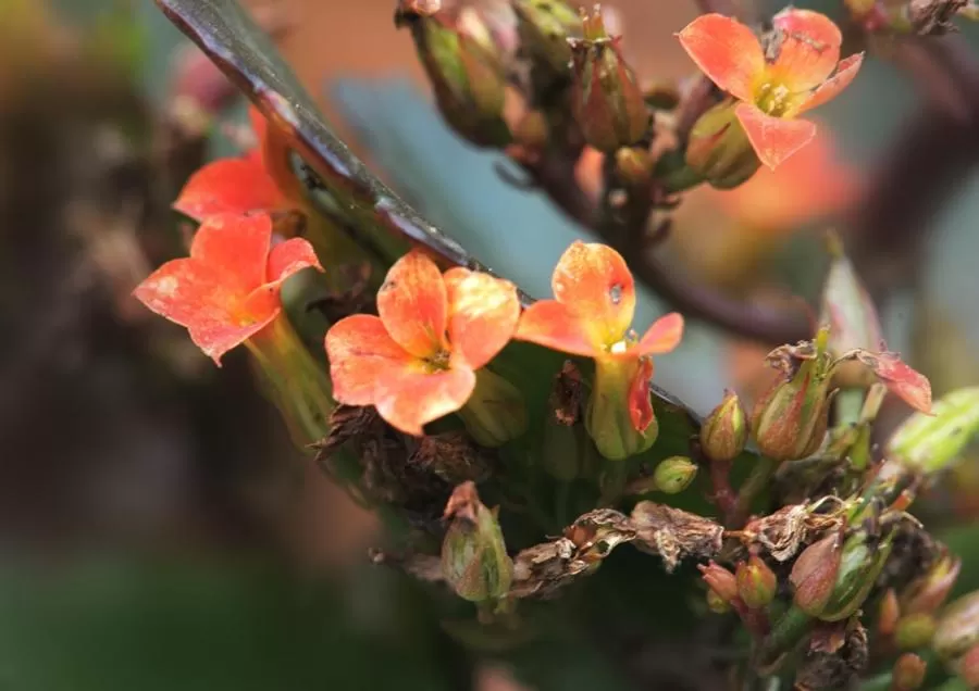 Decorative detail in Treetops Guesthouse