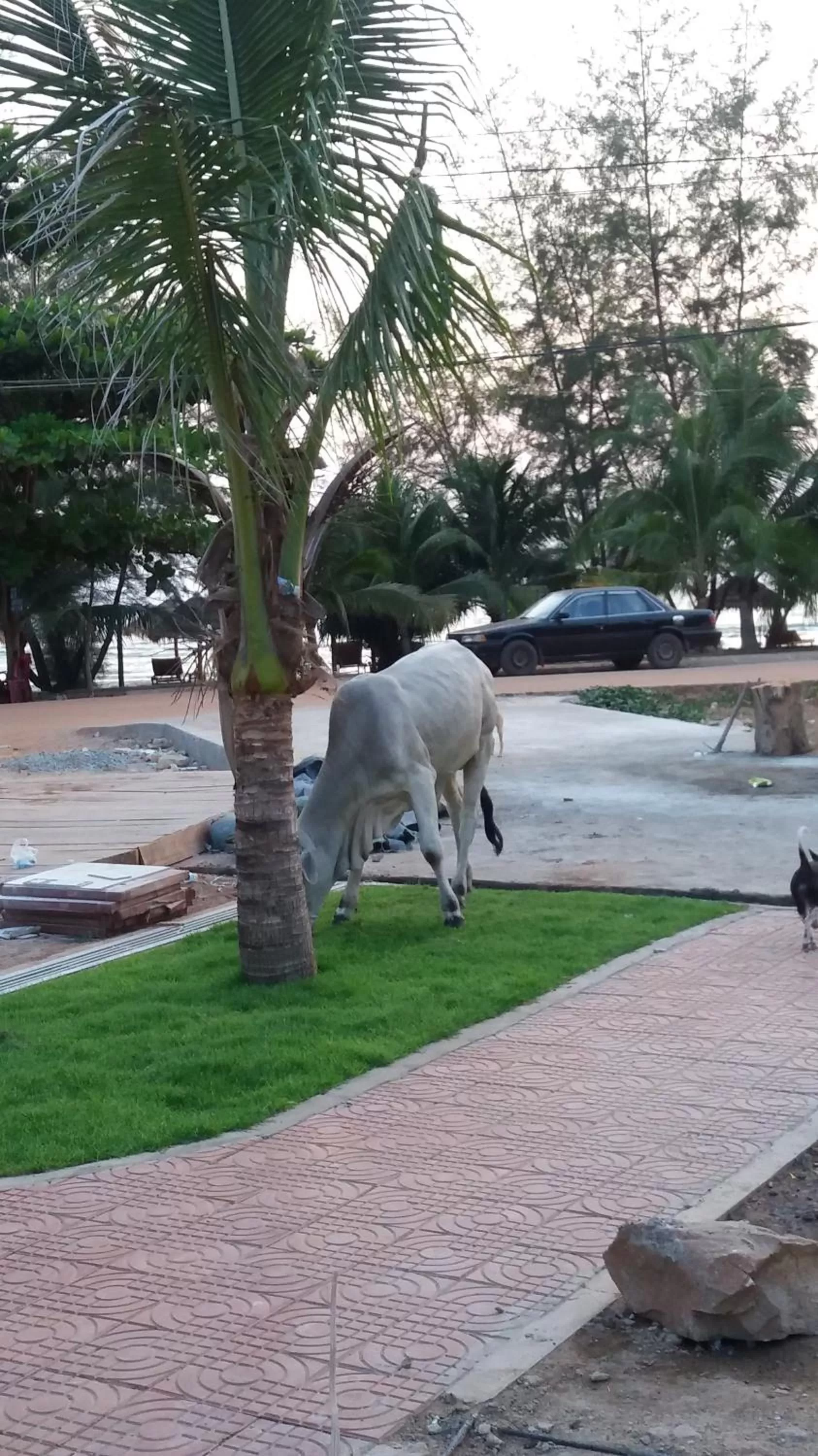 Animals, Other Animals in Spayhiti