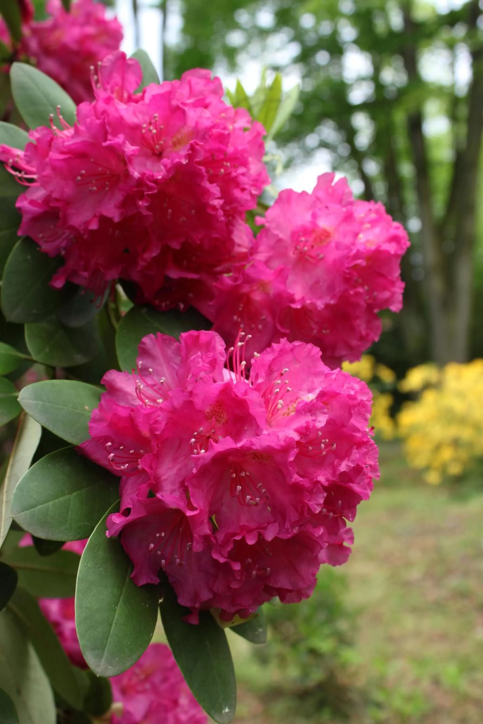 Spring in Hotel Europa