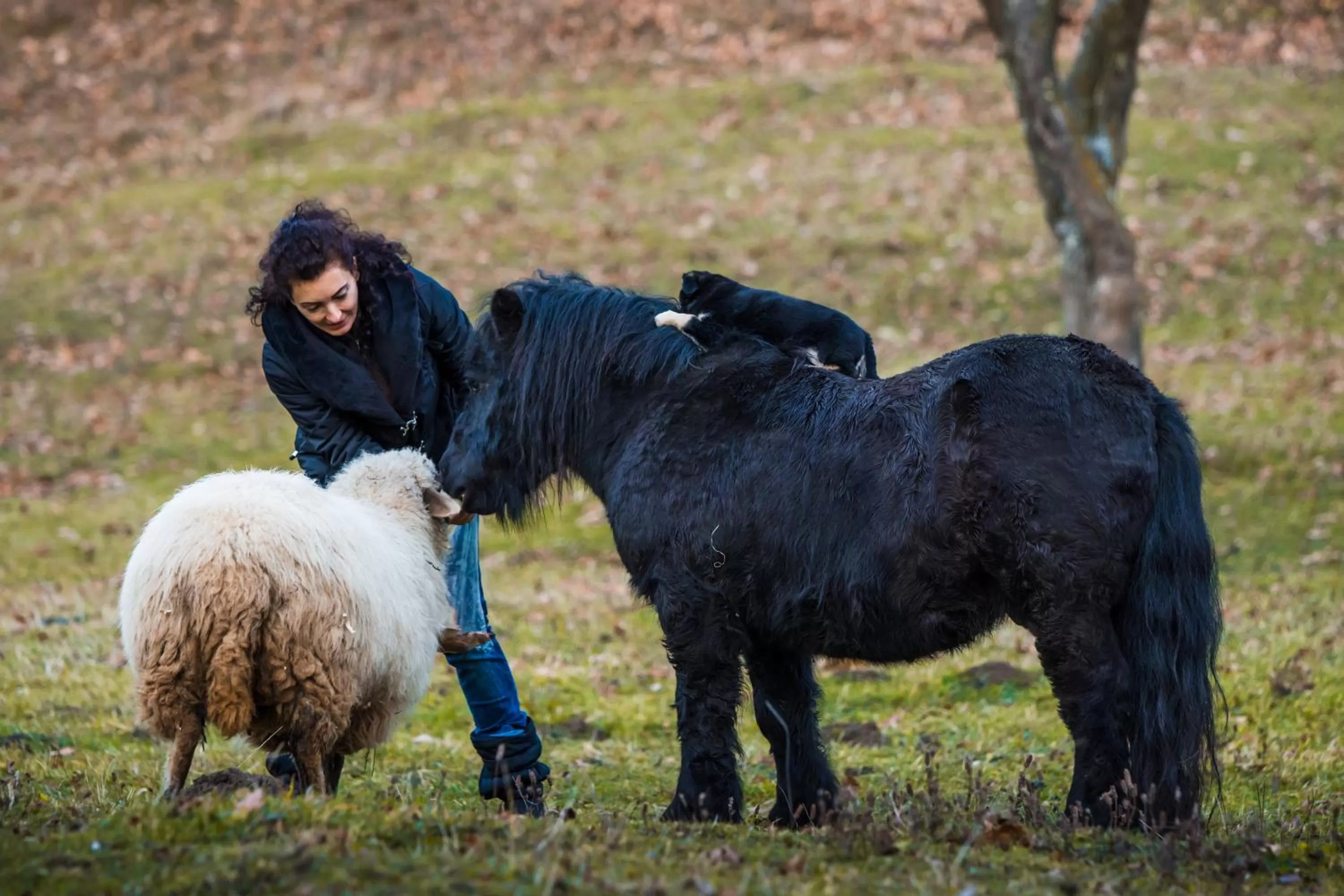 Property building, Other Animals in Pensiunea SilvAnka