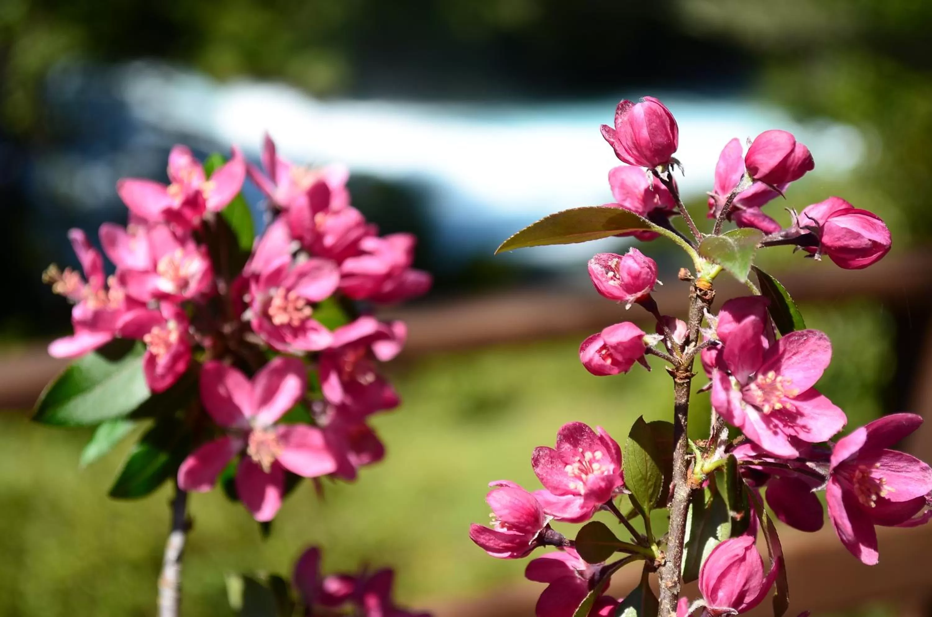 View (from property/room) in Hotel Salto del Carileufu