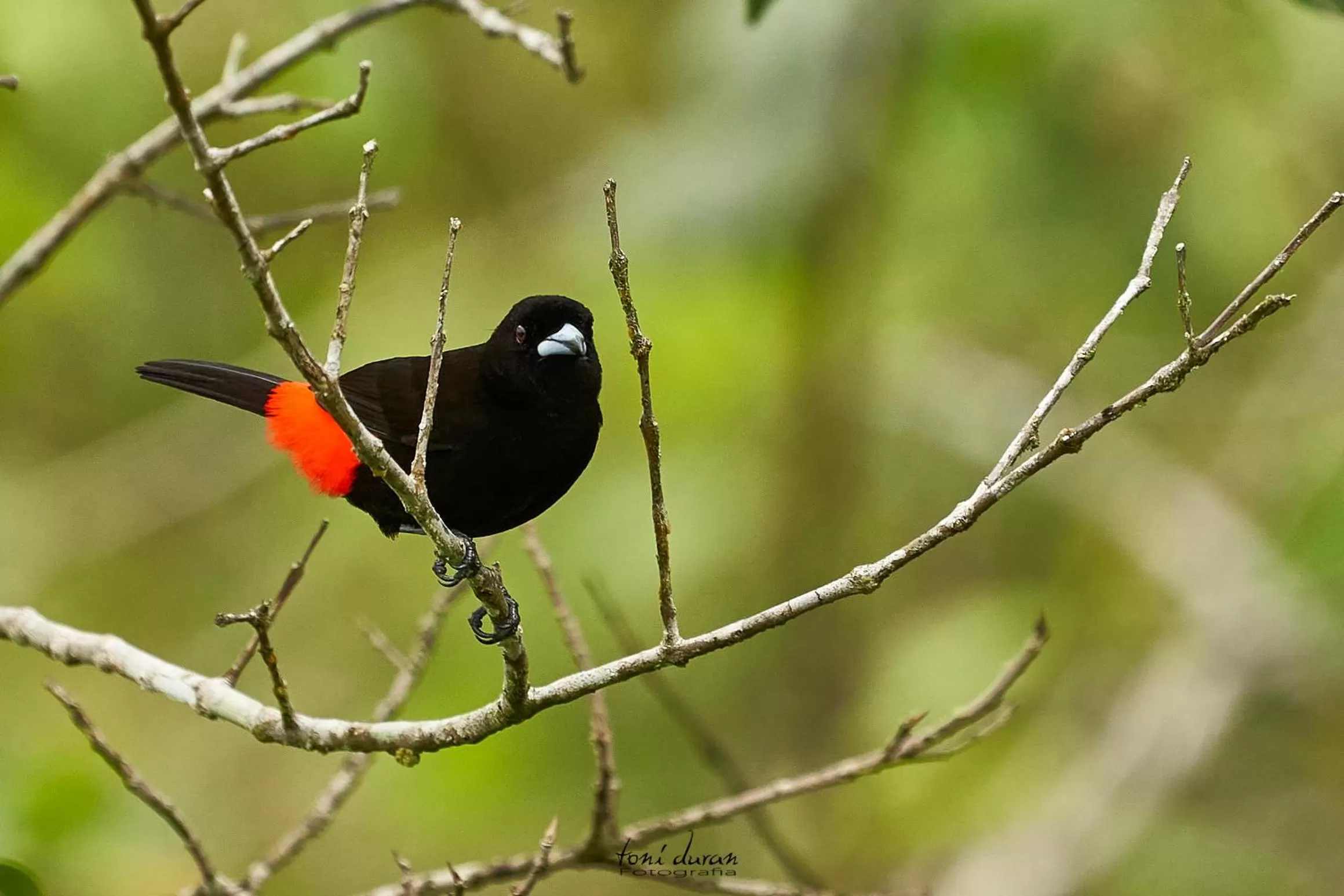 Birds & Breakfast Costa Rica