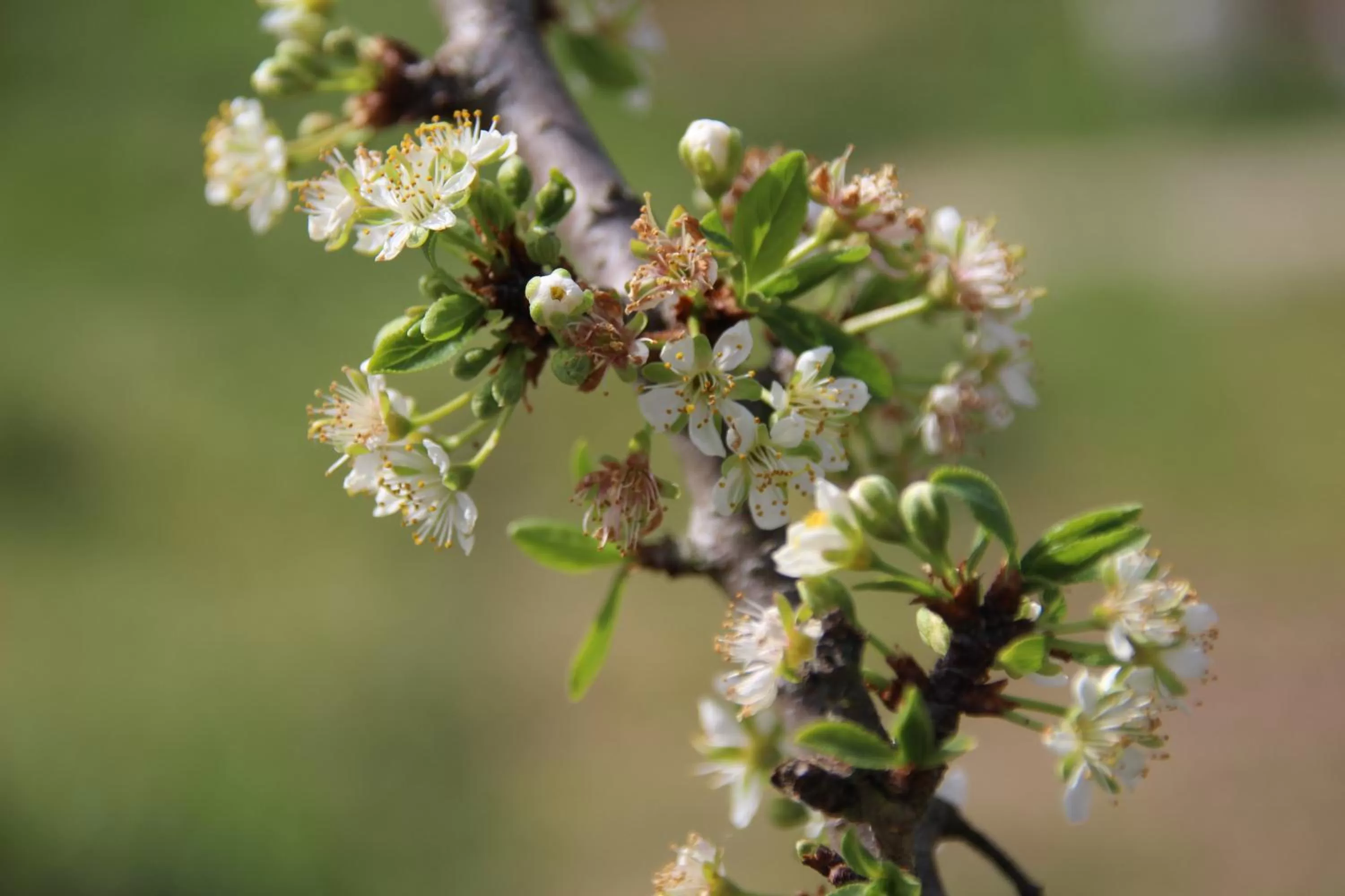 Garden in B&B Villa Branca Barreiros AL98139