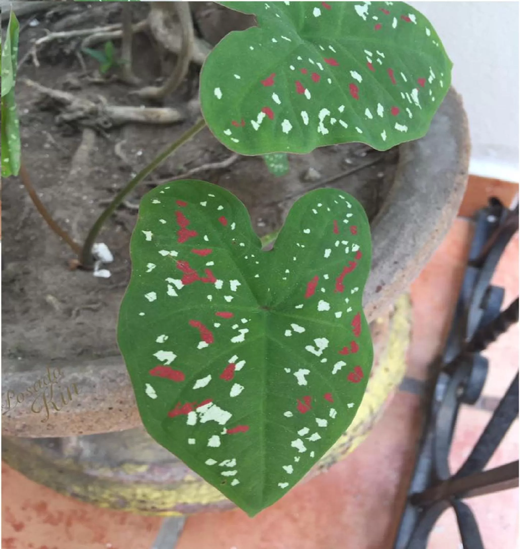Decorative detail in Posada Kin