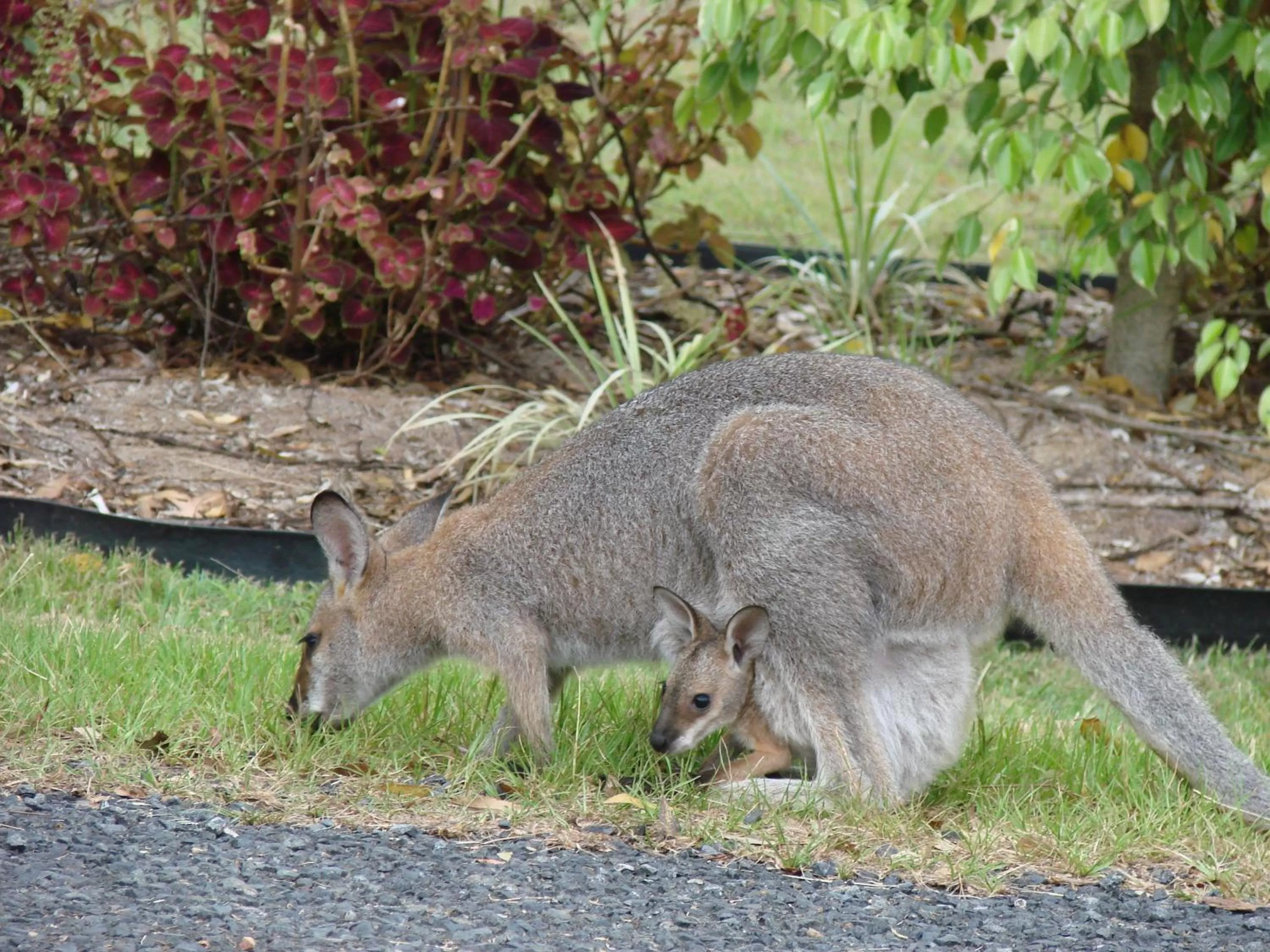 Animals in Clarence River Bed & Breakfast