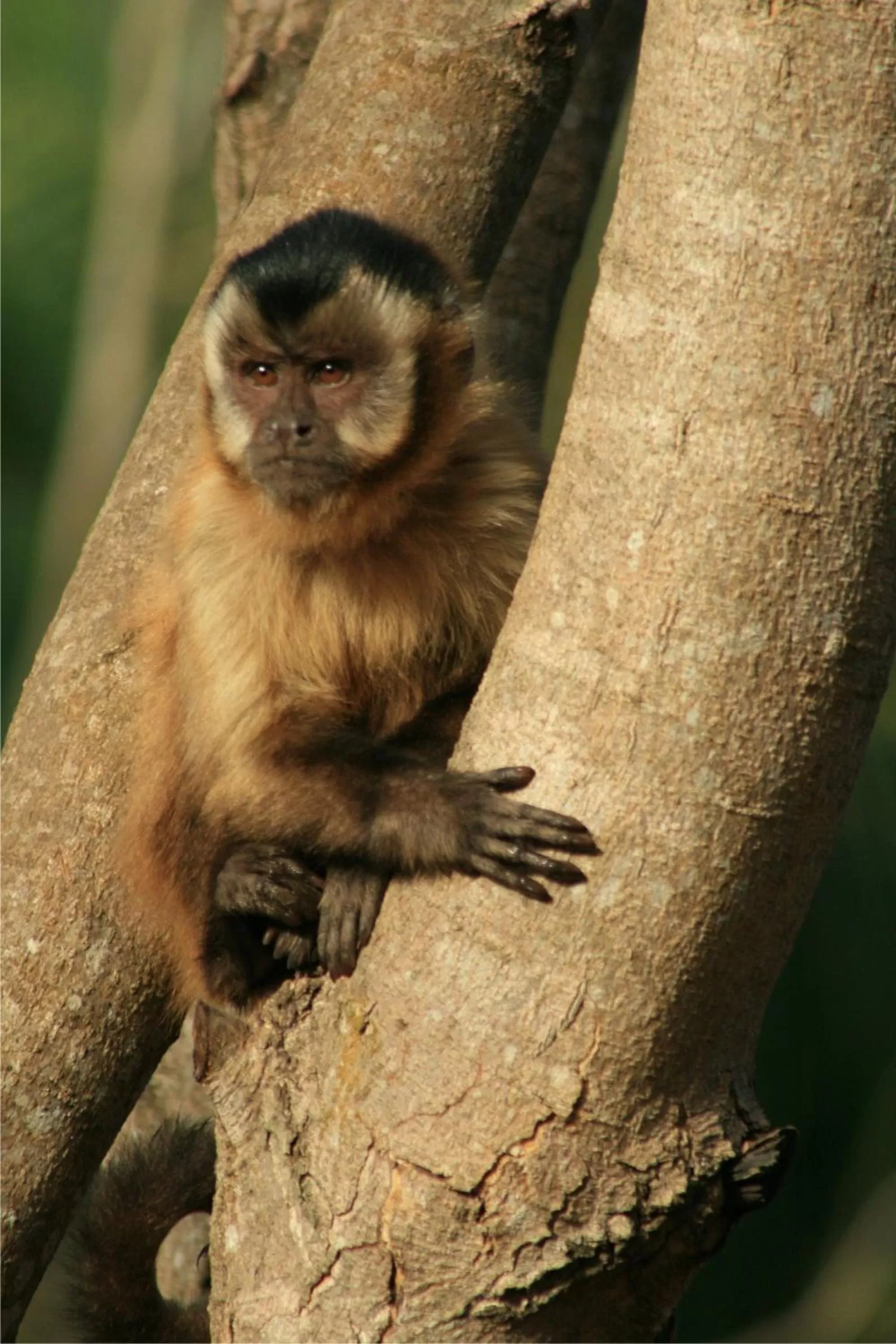 Animals, Other Animals in Hotel Cabanas