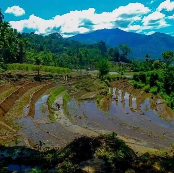 Ella Lucky Panoramic