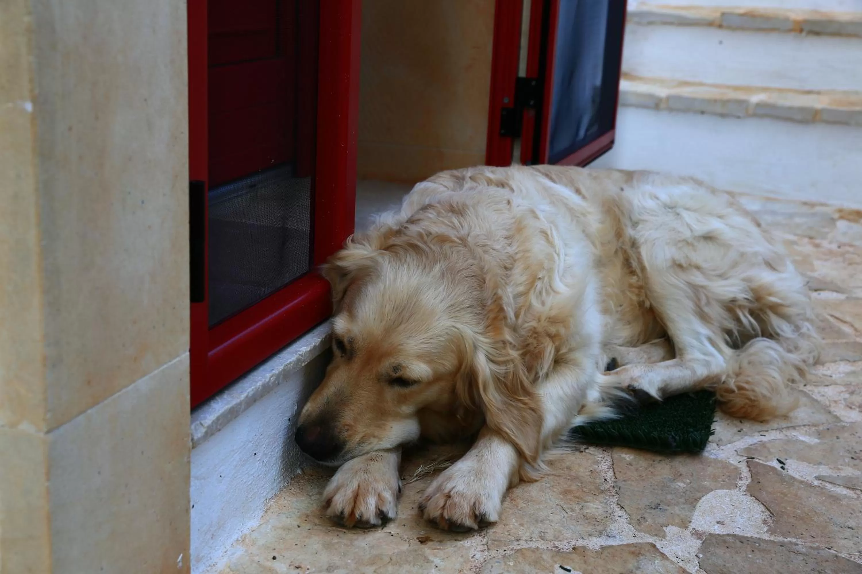 Garden, Pets in B&B Giovannarolla Green House
